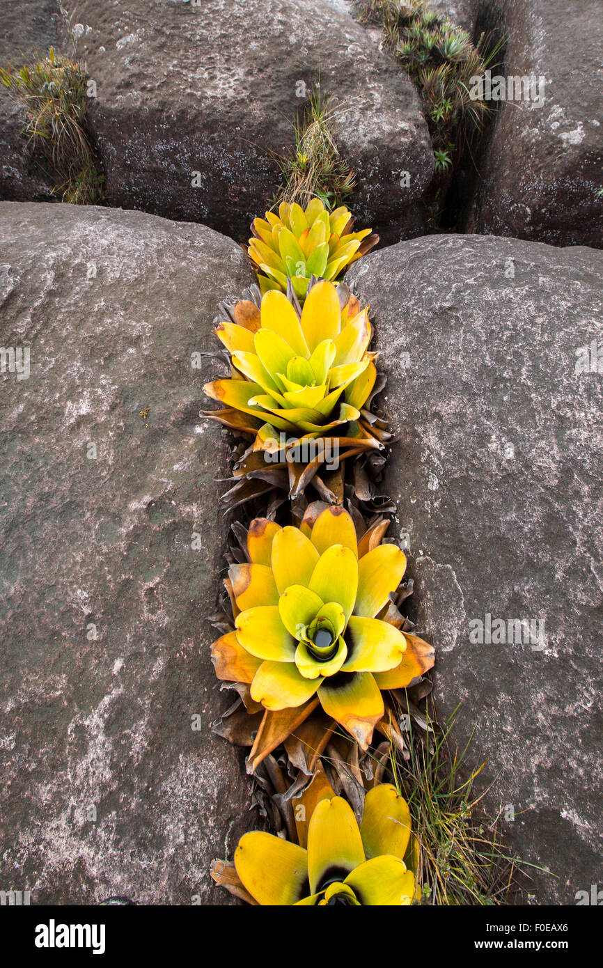Botanical family Xyridaceae (Orectanthe sceptrum). Endemic plants, Mount Roraima, Gran Sabana. Venezuela 2015. Stock Photo