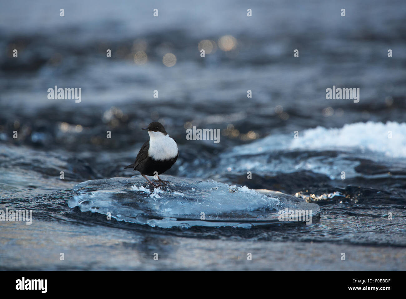 White-throated dipper (Cinclus cinclus) on circular patch of ice in the Kitkajoki River, Finland, February 2009 Stock Photo