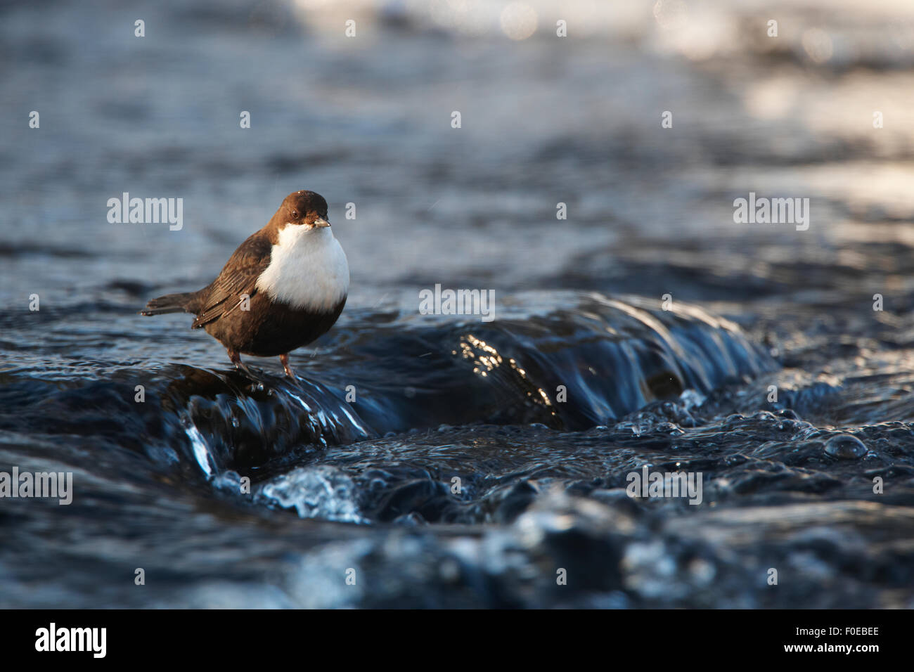 White-throated dipper (Cinclus cinclus) standing in shallow water, Kitkajoki River, Finland, February 2009 Stock Photo