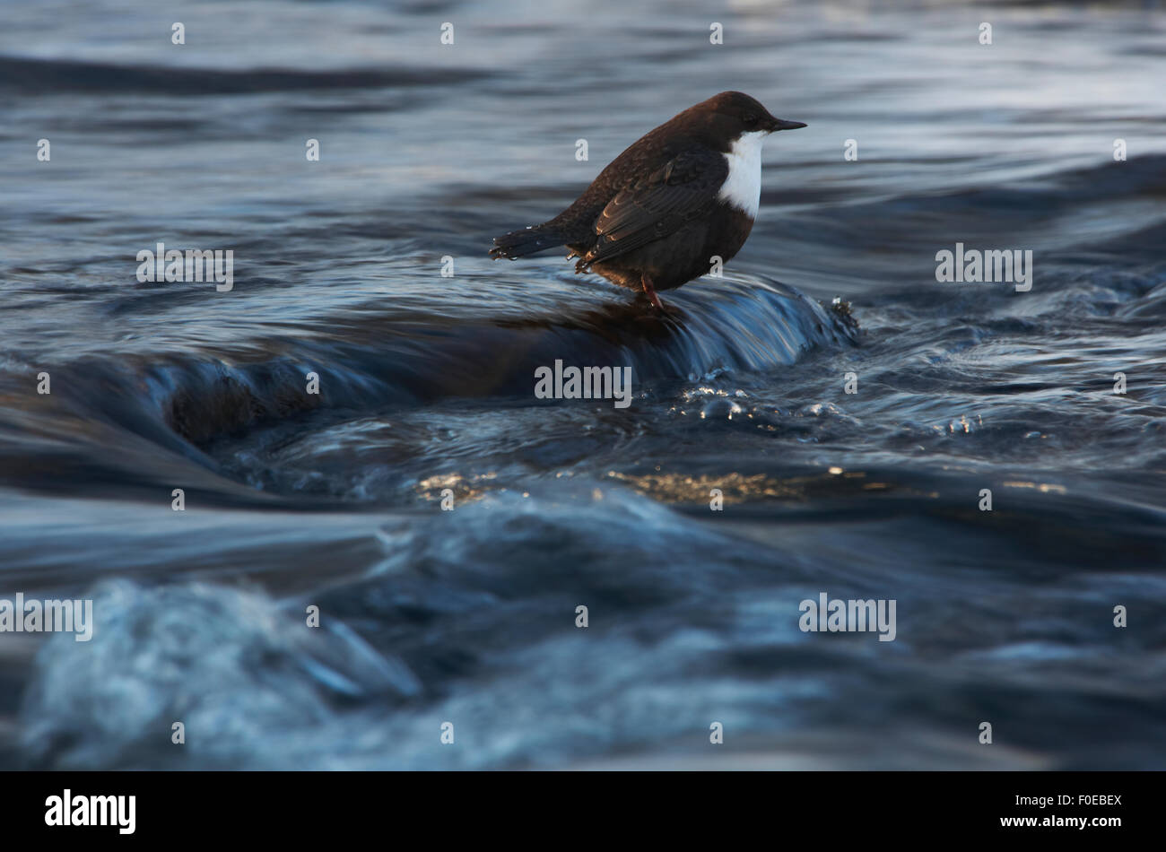 White-throated dipper (Cinclus cinclus) standing in water flowing over rocks, Kitkajoki River, Finland, February 2009 Stock Photo