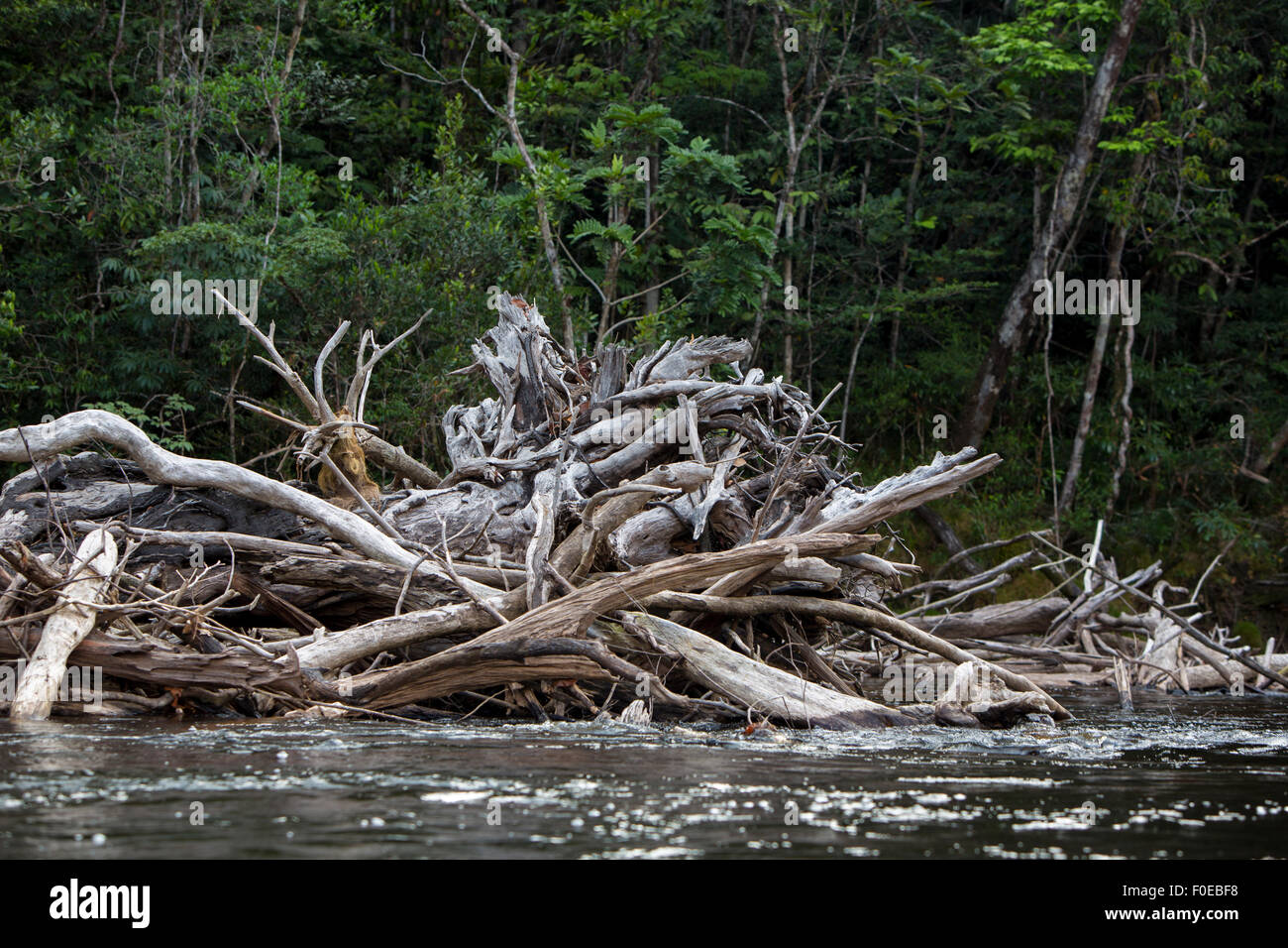 Group of death trees and branches standing in the Gauja river. Canaima ...