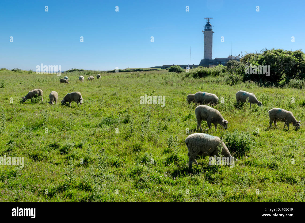 Sheep grazing near Cap Gris Nez 'CROSS' Lighthouse, in Audinghen, Pas de Calais, France Stock Photo