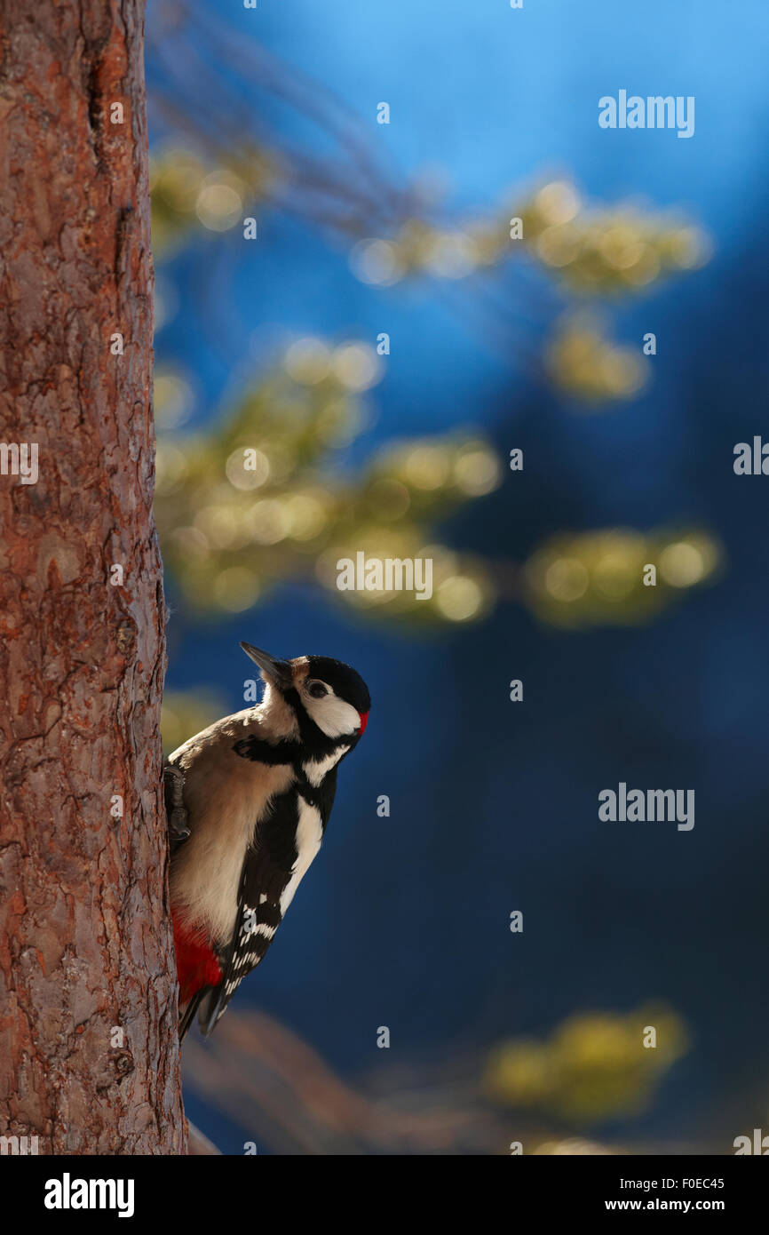 Great spotted woodpecker (Dendrocopos major) on tree trunk, Korouma, Posio, Finland, February 2009 Stock Photo