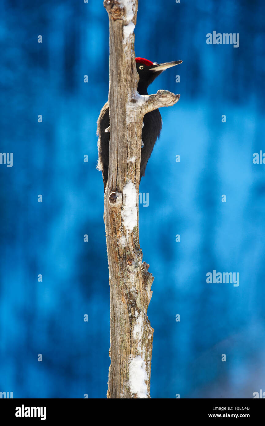 Black woodpecker (Dryocopos martius) partially hidden by tree trunk, Korouma, Posio, Finland, February 2009 Stock Photo