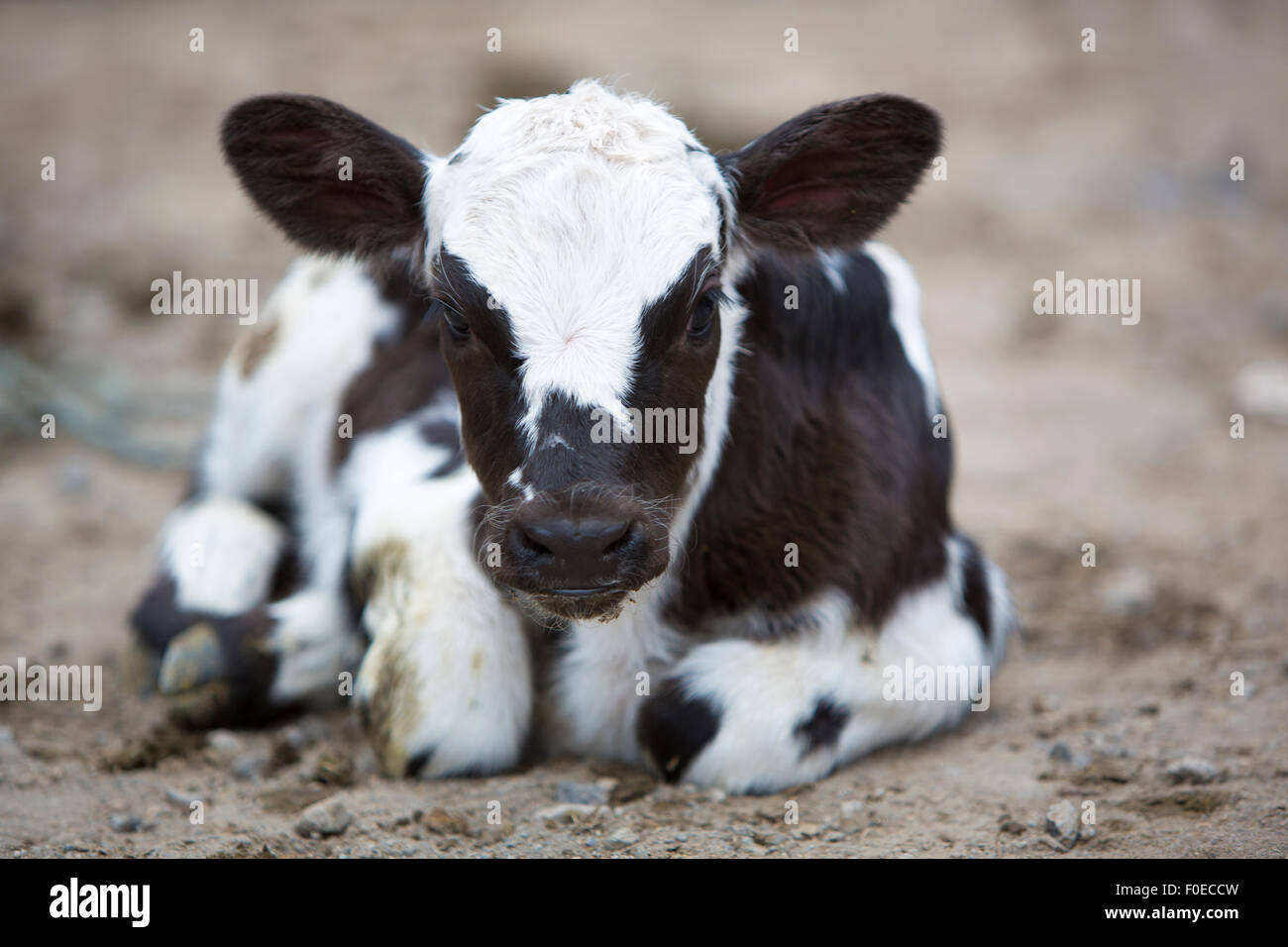 Spotted baby cow resting on the ground at the animal Andean market of Otavalo and looking at the camera. Ecuador 2015 Stock Photo