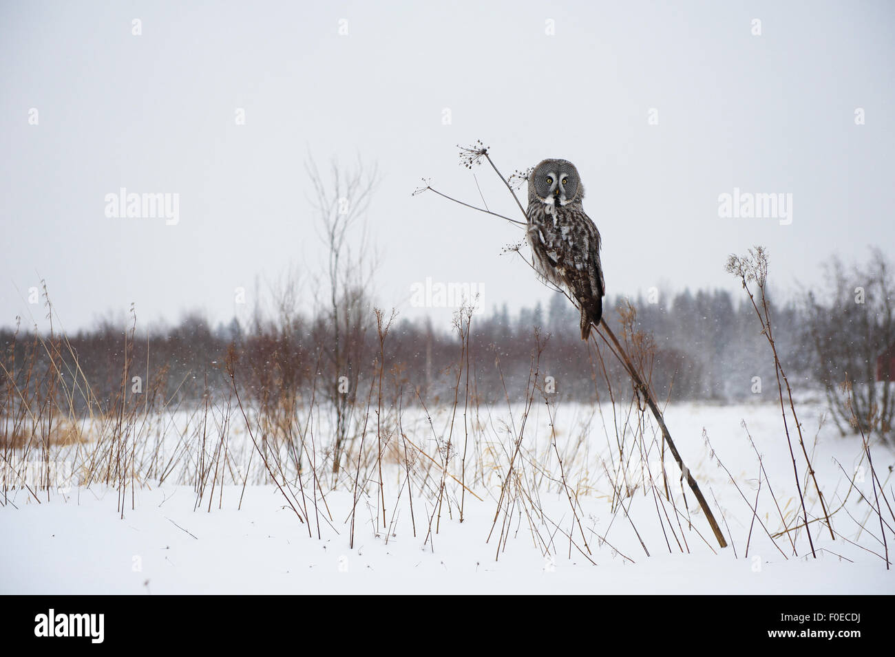 Female Great grey owl (Strix nebulosa) perched on hogweed, Oulu, Finland, February 2009 Stock Photo