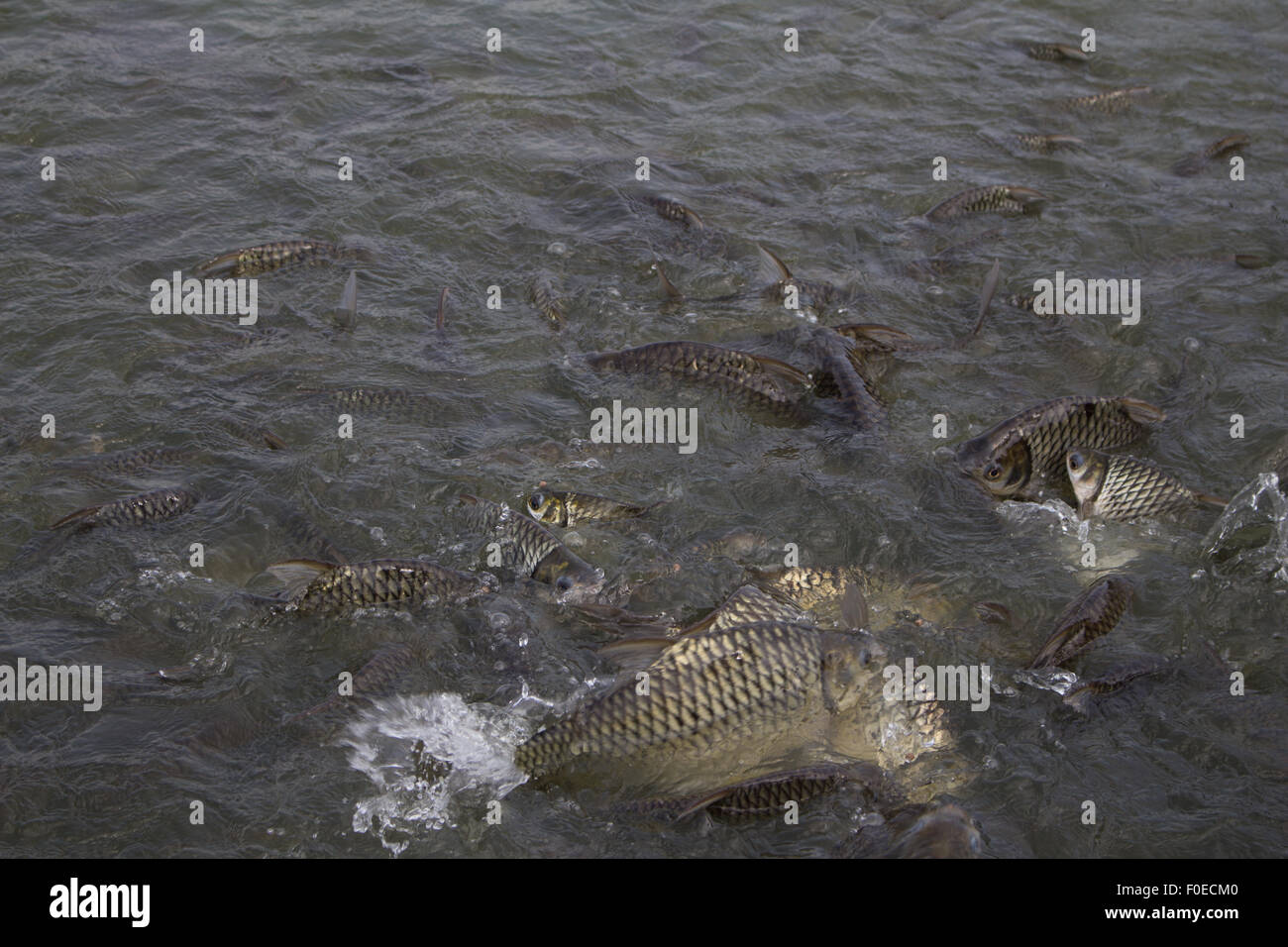Java barb, Silver barb fish bustle eat feed in farm, Closeup scene Stock Photo