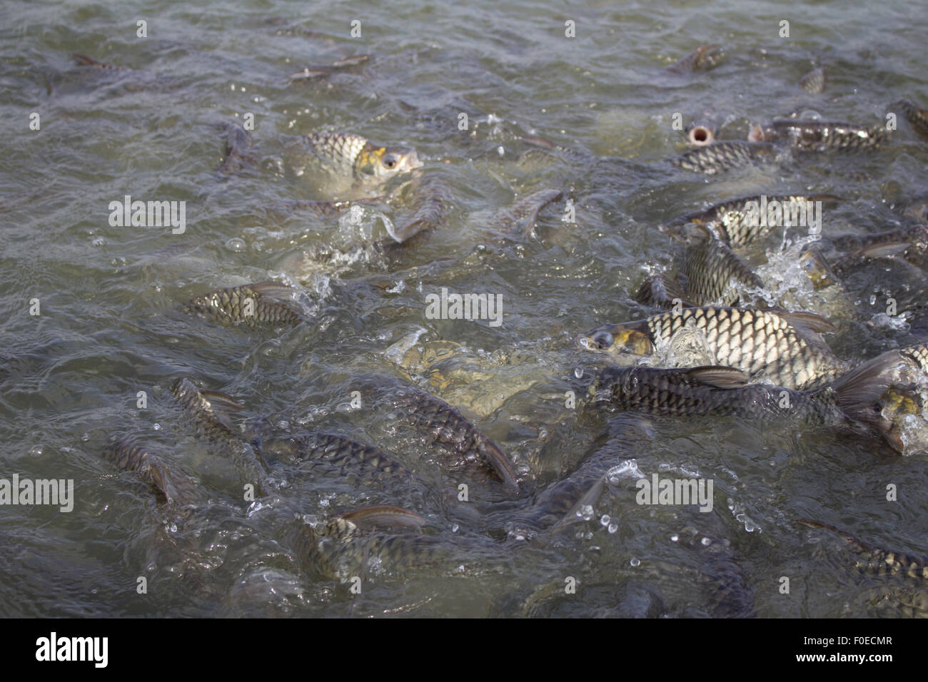 Java barb, Silver barb fish bustle eat feed in farm, Closeup scene Stock Photo