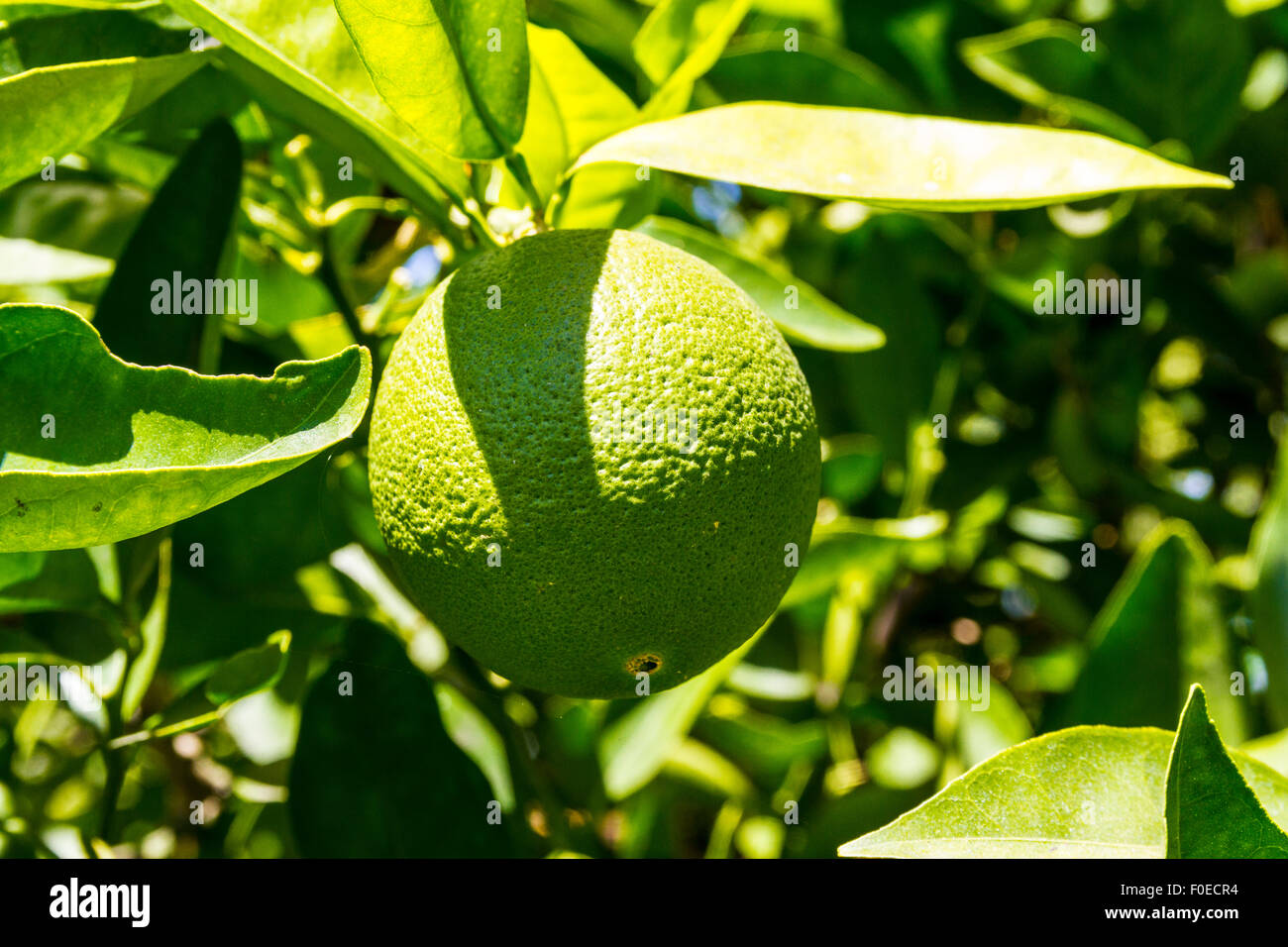An immature green orange on a a tree in Alta Loma California Stock Photo