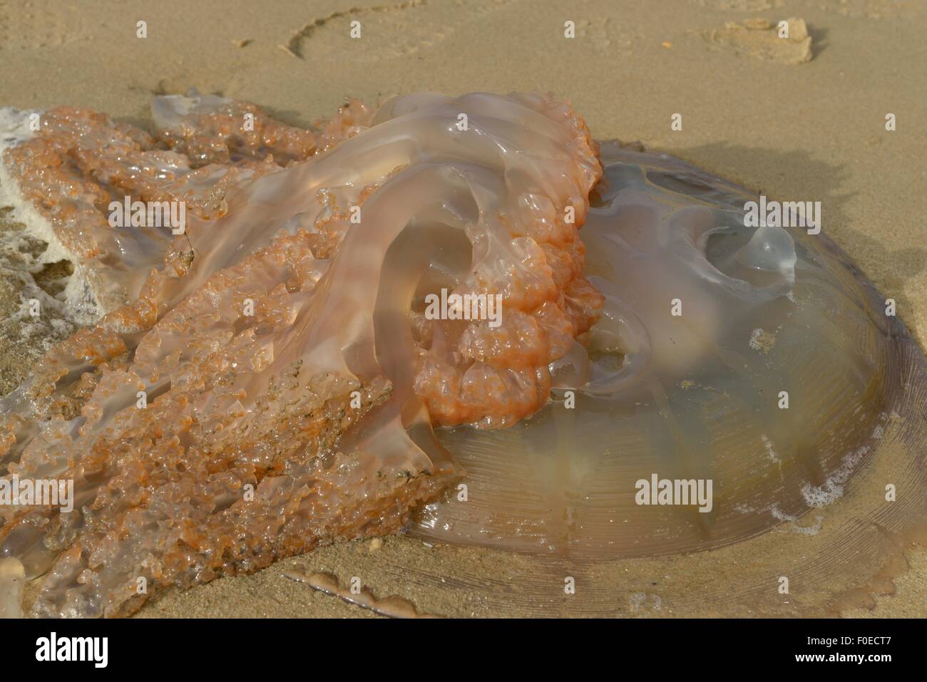 A Jellyfish, Medusozoa, washed up onto the beach. Stock Photo