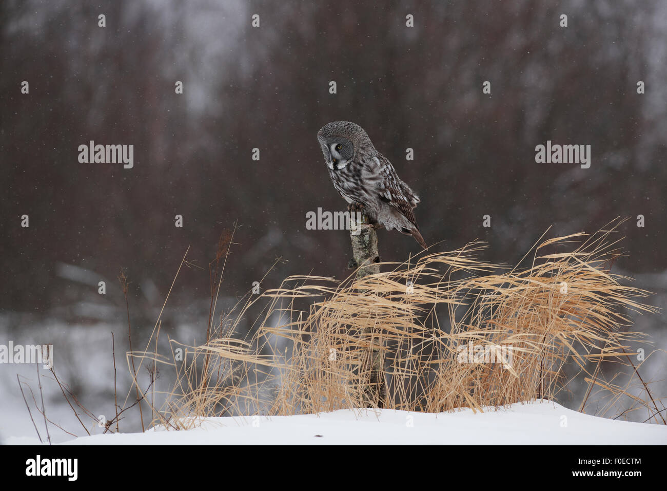 Female Great grey owl (Strix nebulosa) on tree stump, Oulu, Finland, February 2009 Stock Photo