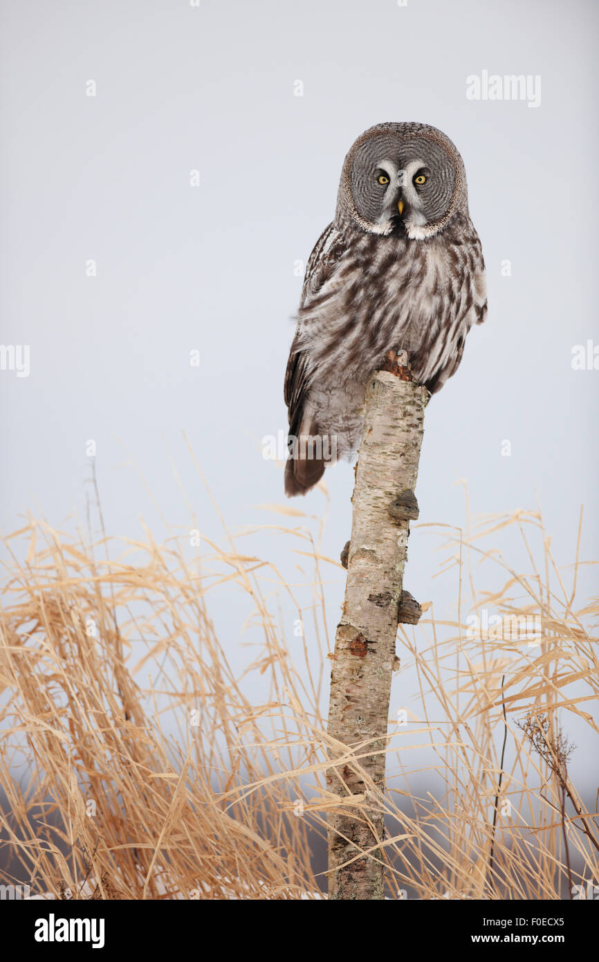 Female Great grey owl (Strix nebulosa) perched on dead  tree stump, Oulu, Finland, February 2009 Stock Photo