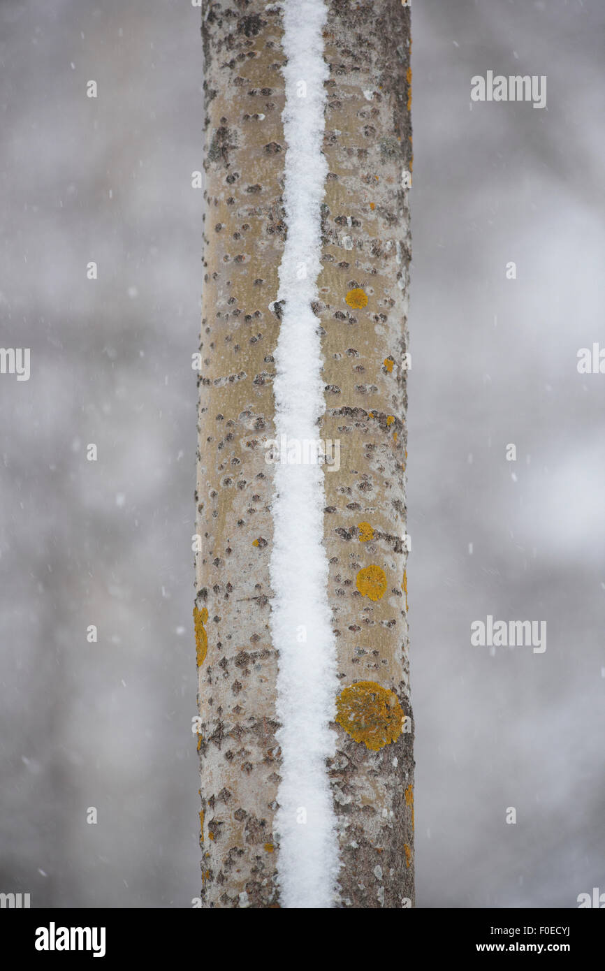 Aspen tree (Populus tremula) trunk with a line of snow on it, Oulu, Finland, February 2009 Stock Photo
