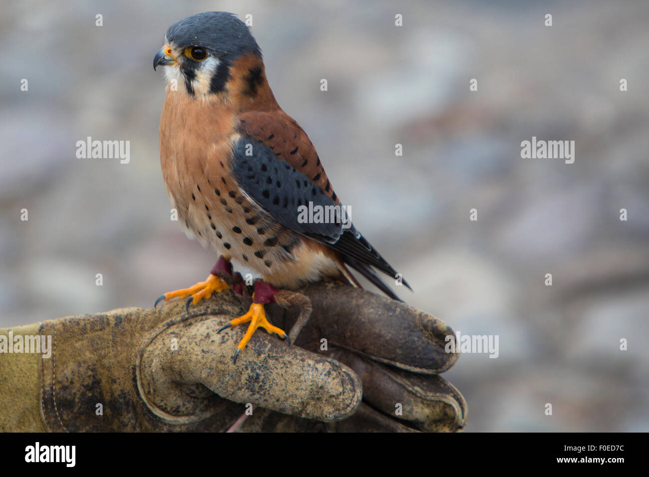 American Kestrel standing on the leather glove of his trainer at an Andean bird sanctuary near Otavalo, Ecuador 2015 Stock Photo