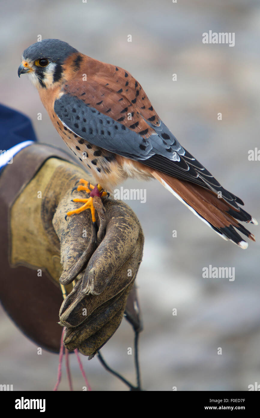 American Kestrel standing on the leather glove of his trainer at an Andean bird sanctuary near Otavalo, Ecuador 2015 Stock Photo