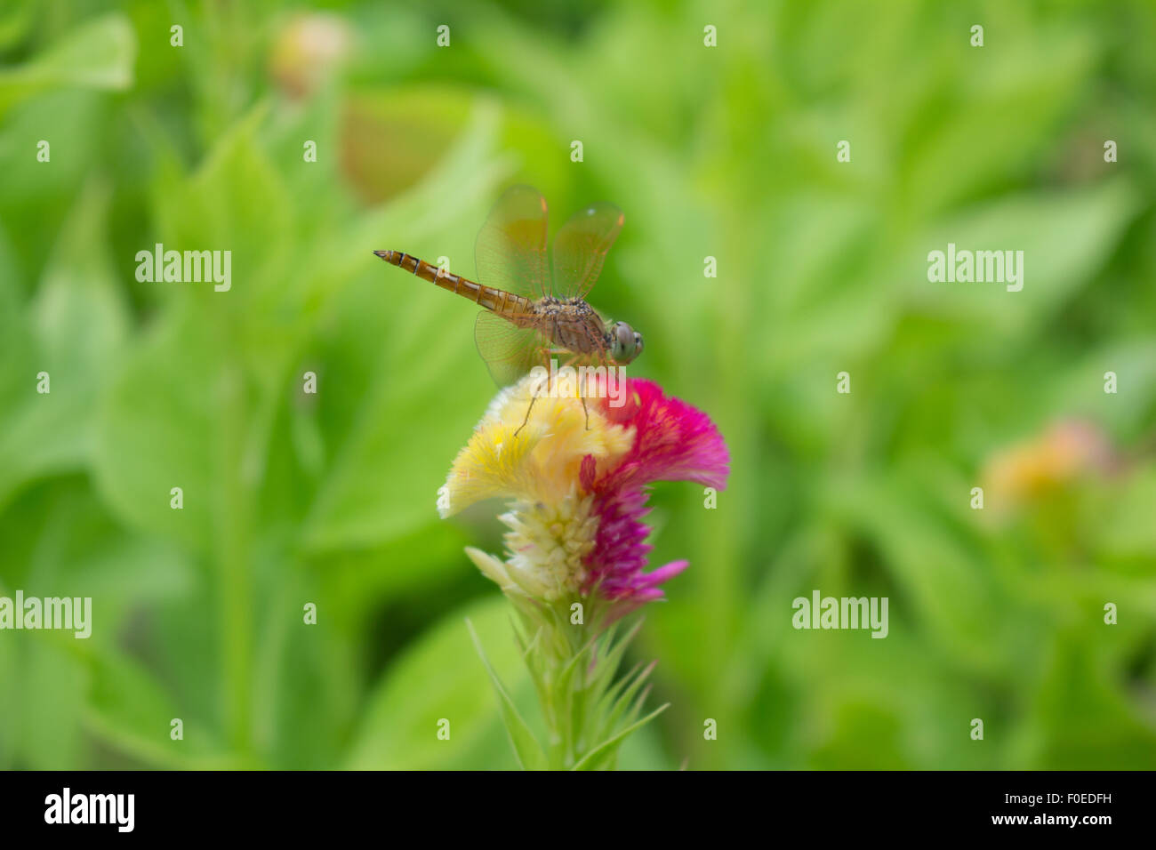 Close up of a Dragonfly stop on the flower Stock Photo - Alamy