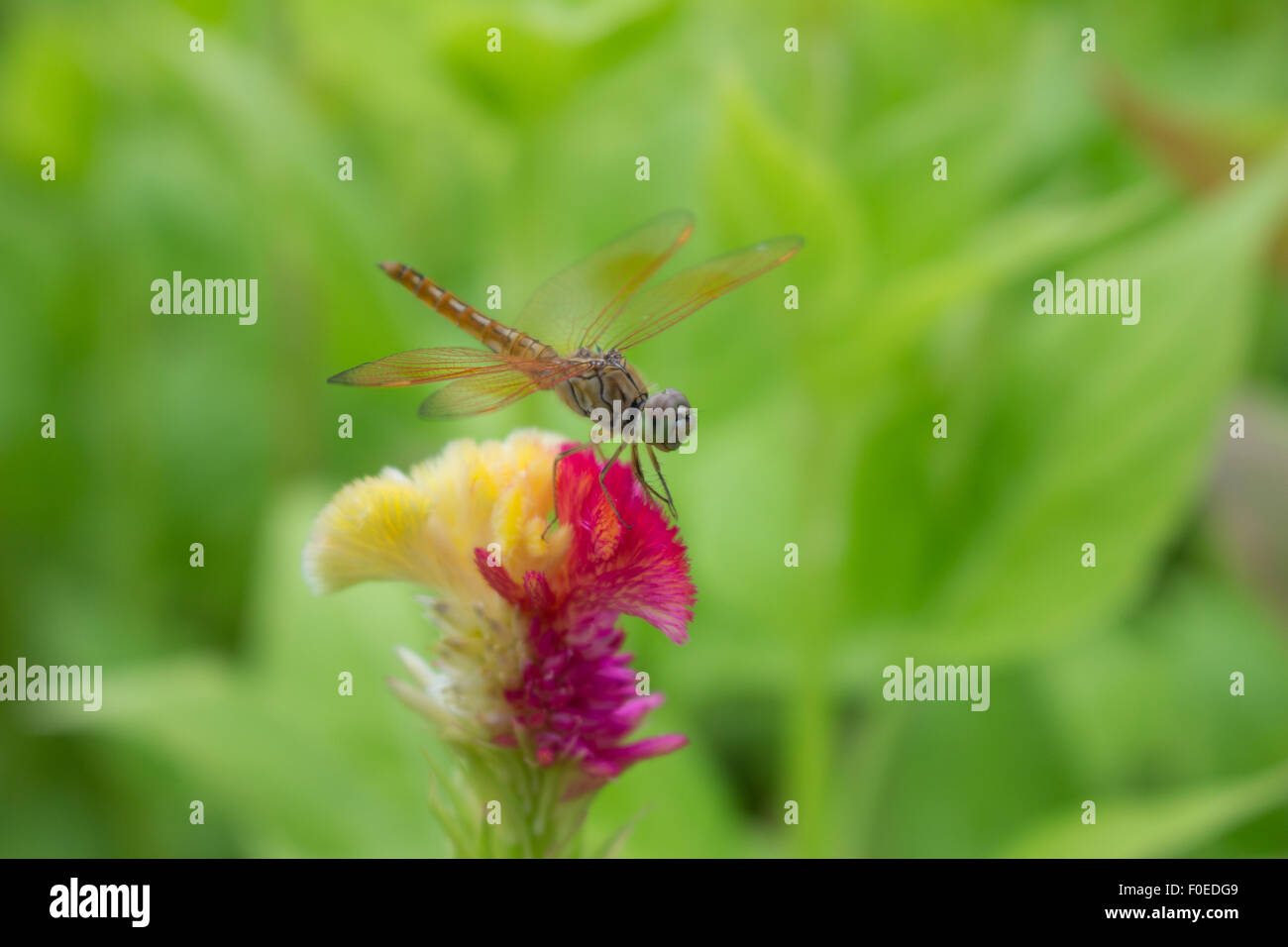 Close up of a Dragonfly stop on the flower Stock Photo - Alamy