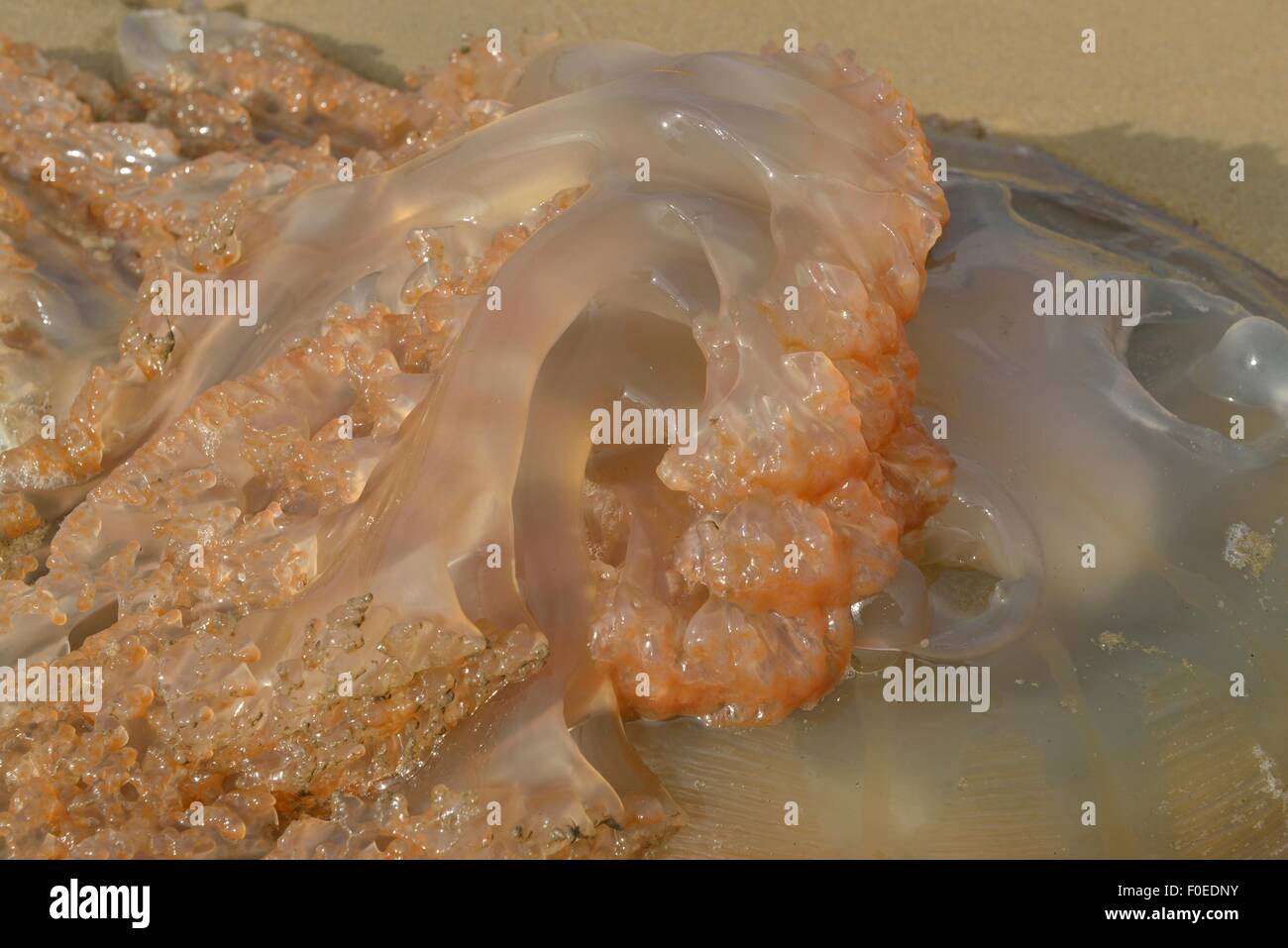 A Jellyfish, Medusozoa, washed up onto the beach. Stock Photo