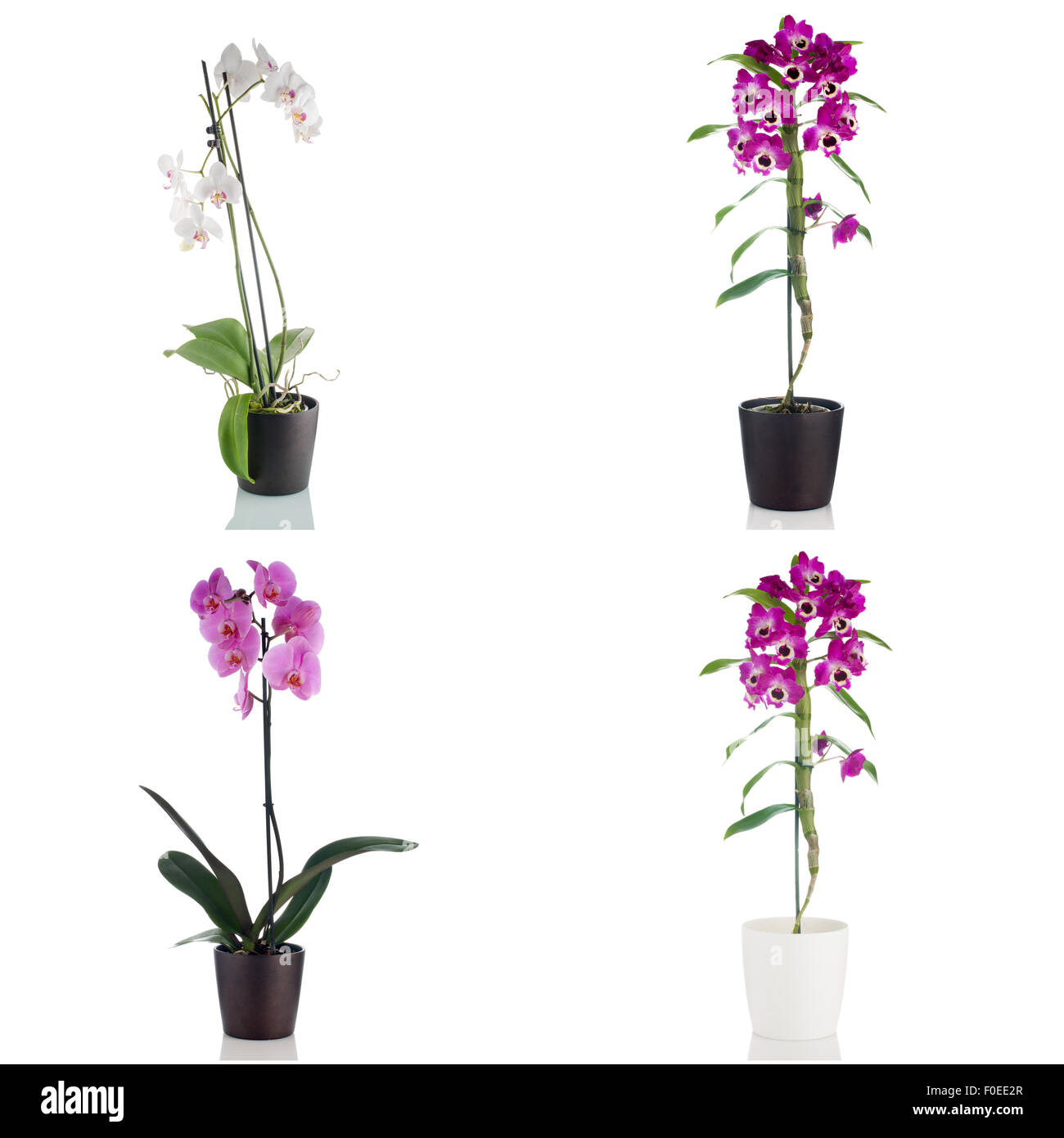 Beautiful orchid flowers in a flowerpot on white background Stock Photo ...