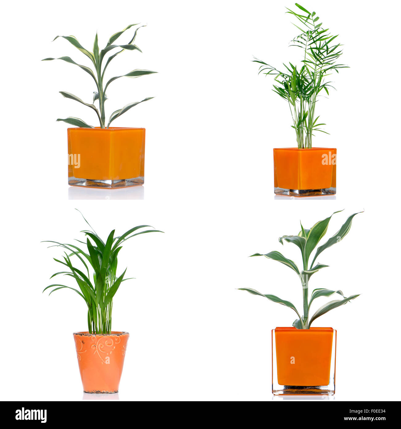 Houseplants in pot isolated on white background Stock Photo - Alamy