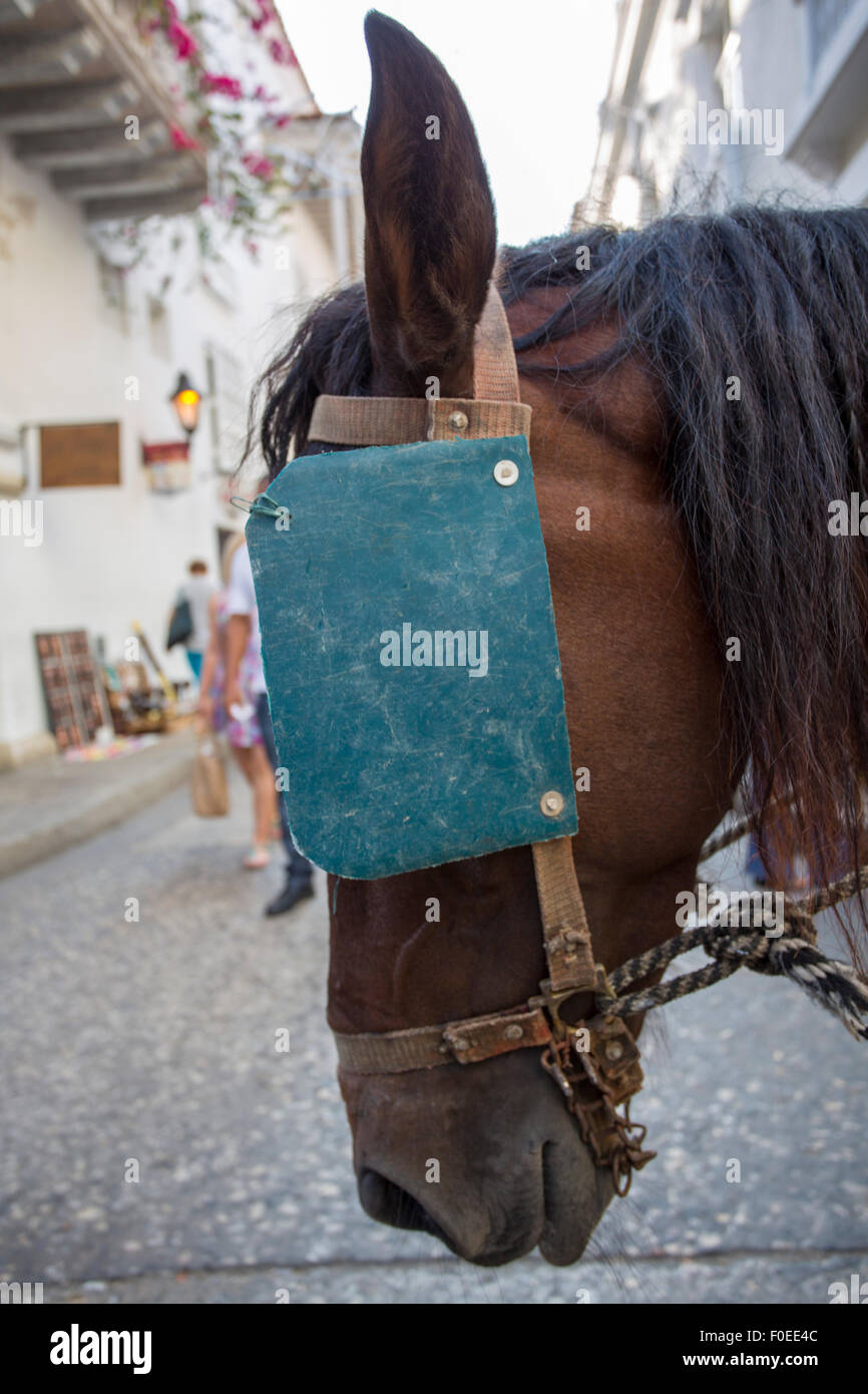 Closeup of Horse's head with blinder in the historic center Cartagena, Colombia 2014. Stock Photo