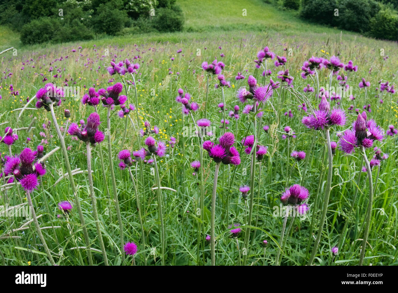 Thistles (Cirsium rivulare) flowering in a meadow, Poloniny National Park, East Slovakia, Europe, June 2008 Stock Photo