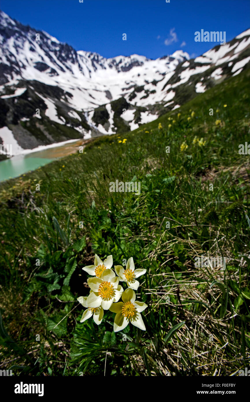 (Anemonastrum fasciculatum) flowers with Lake Donguzorun and Mount Donguzorun mountains behind, Caucasus, Russia, June 2008 Stock Photo