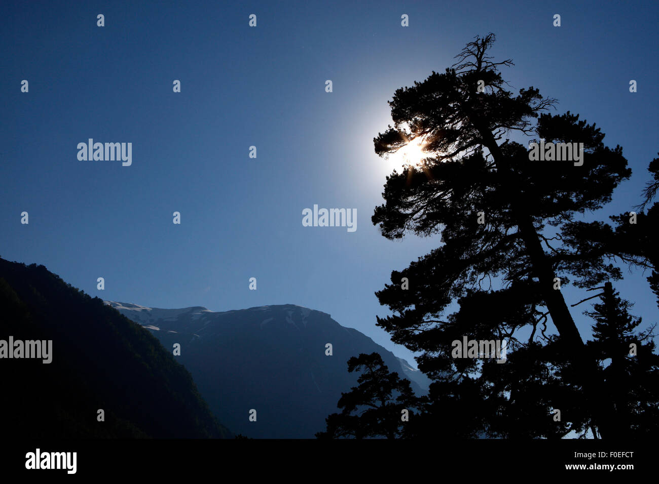 Sun behind a lonely pine (Pinus sp) in Adylsu Valley, side valley to Baksan Valley and Elbrus, Caucasus, Russia, June 2008 Stock Photo