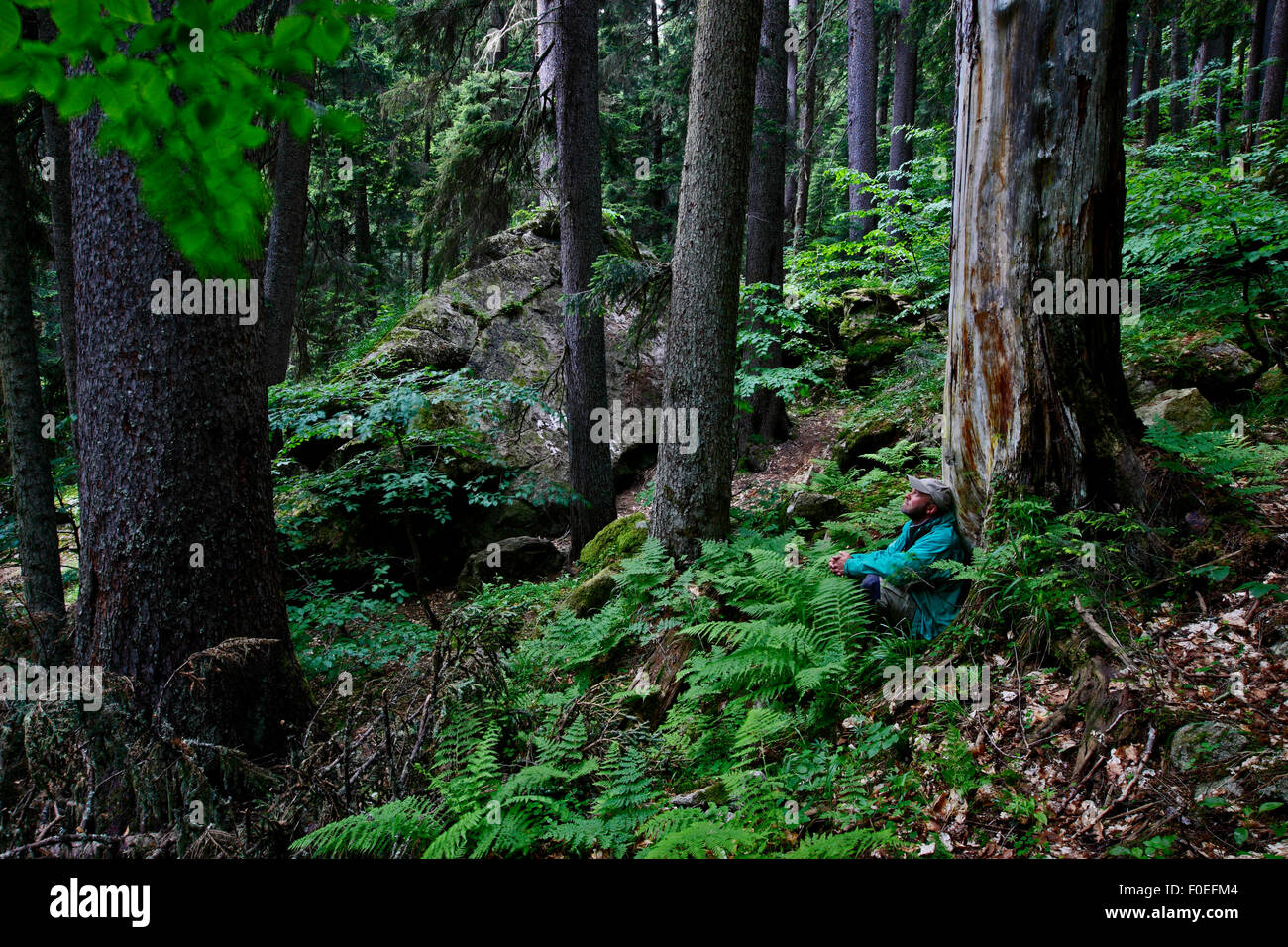 Photographer Tom Schandy, in a Nordmann fir (Abies nordmanniana) forest, near Dombay, Caucasus, Russia, July 2008 Stock Photo