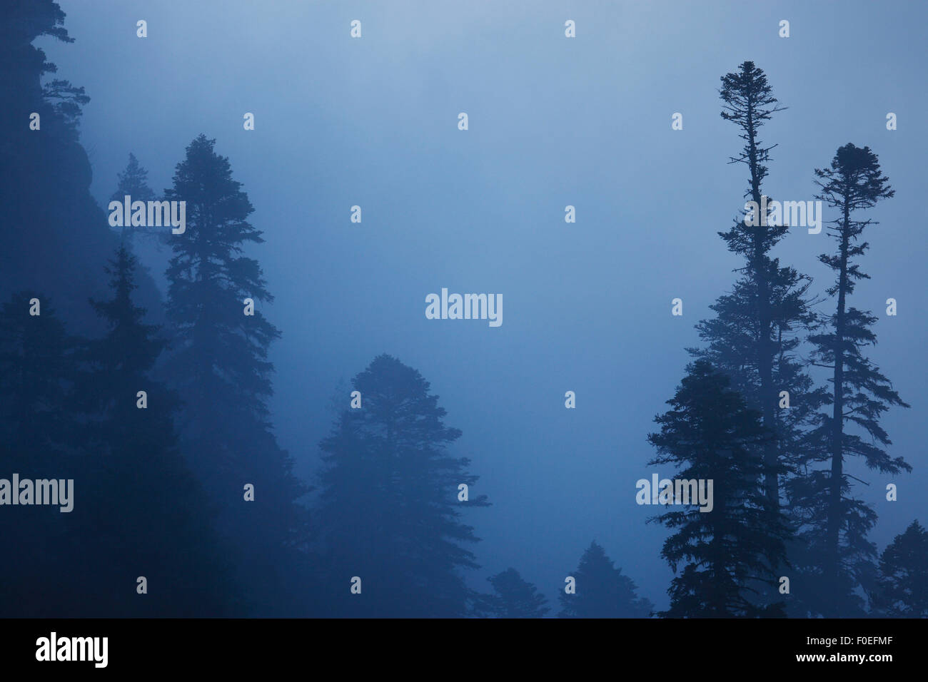 Nordmann fir (Abies nordmanniana) forest in fog, near Dombay, Teberdinsky biosphere reserve, Caucasus, Russia, July 2008 Stock Photo