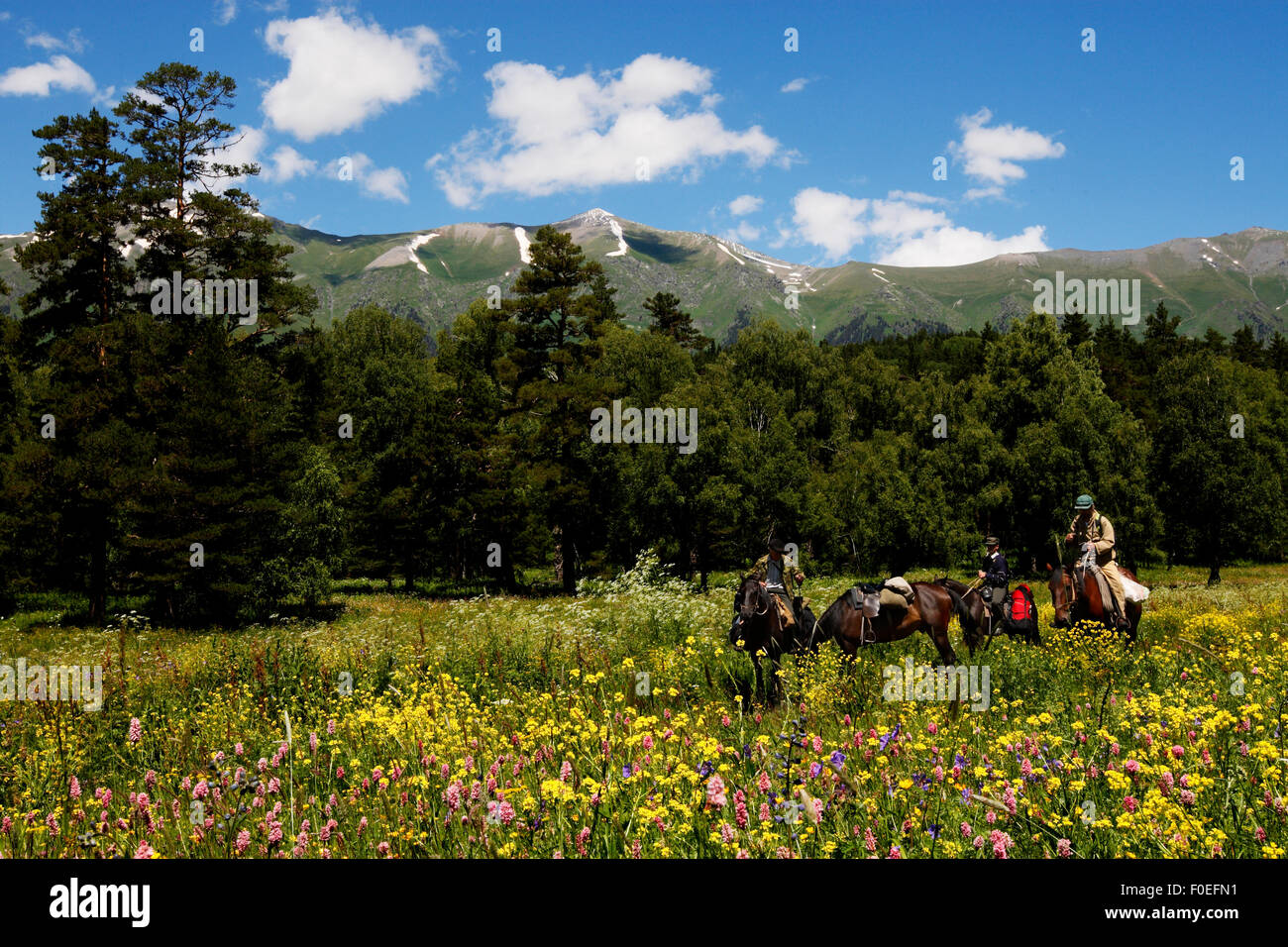 People horse riding through flower meadows, Arkhyz valley in the western part of the Teberdinsky Biosphere reserve, Caucasus, Russia, July 2008 (Model released) Stock Photo