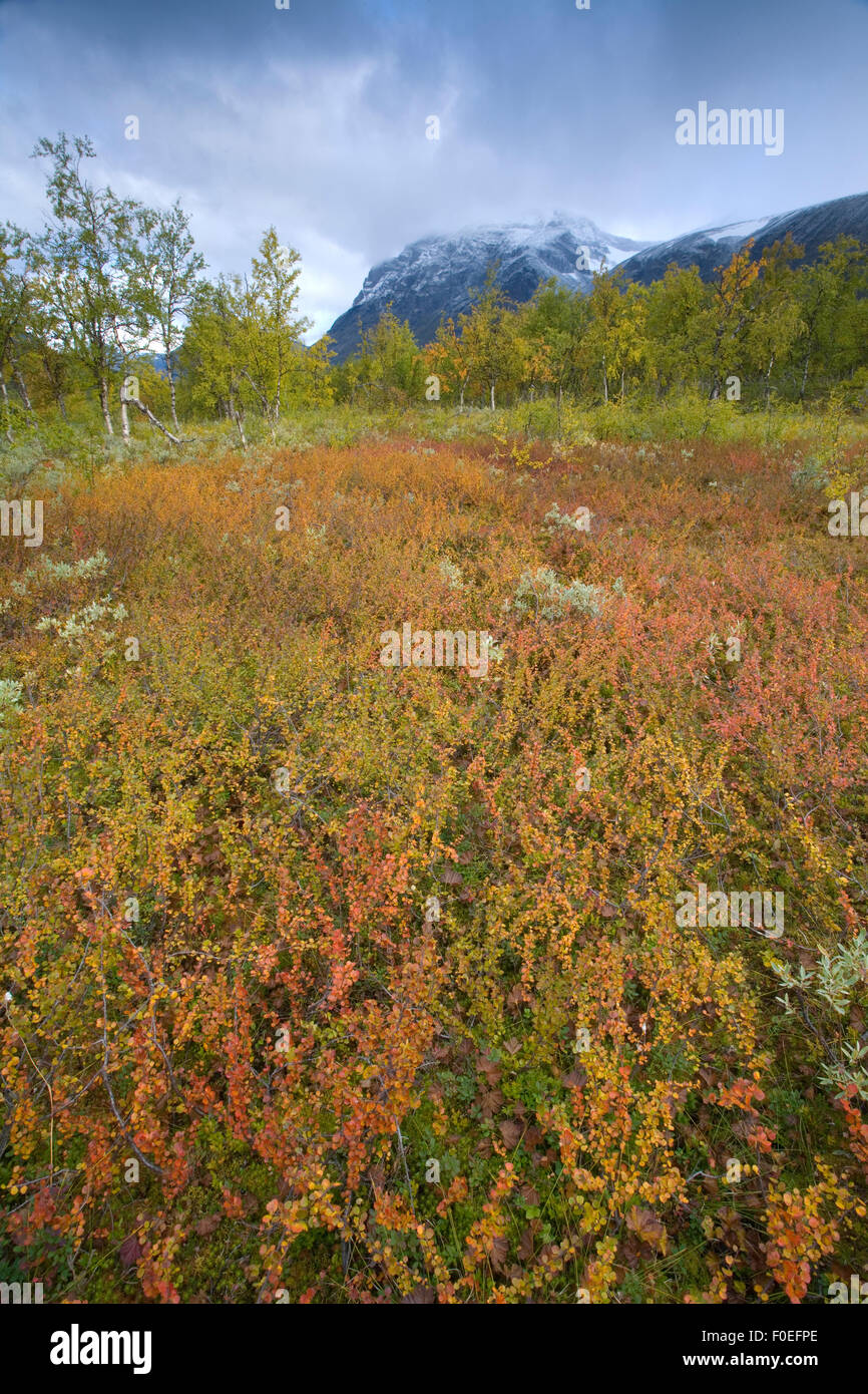Autumnal boreal vegetation with snow-capped mountain, Sarek National Park, Laponia World Heritage Site, Lapland, Sweden, September 2008 Stock Photo