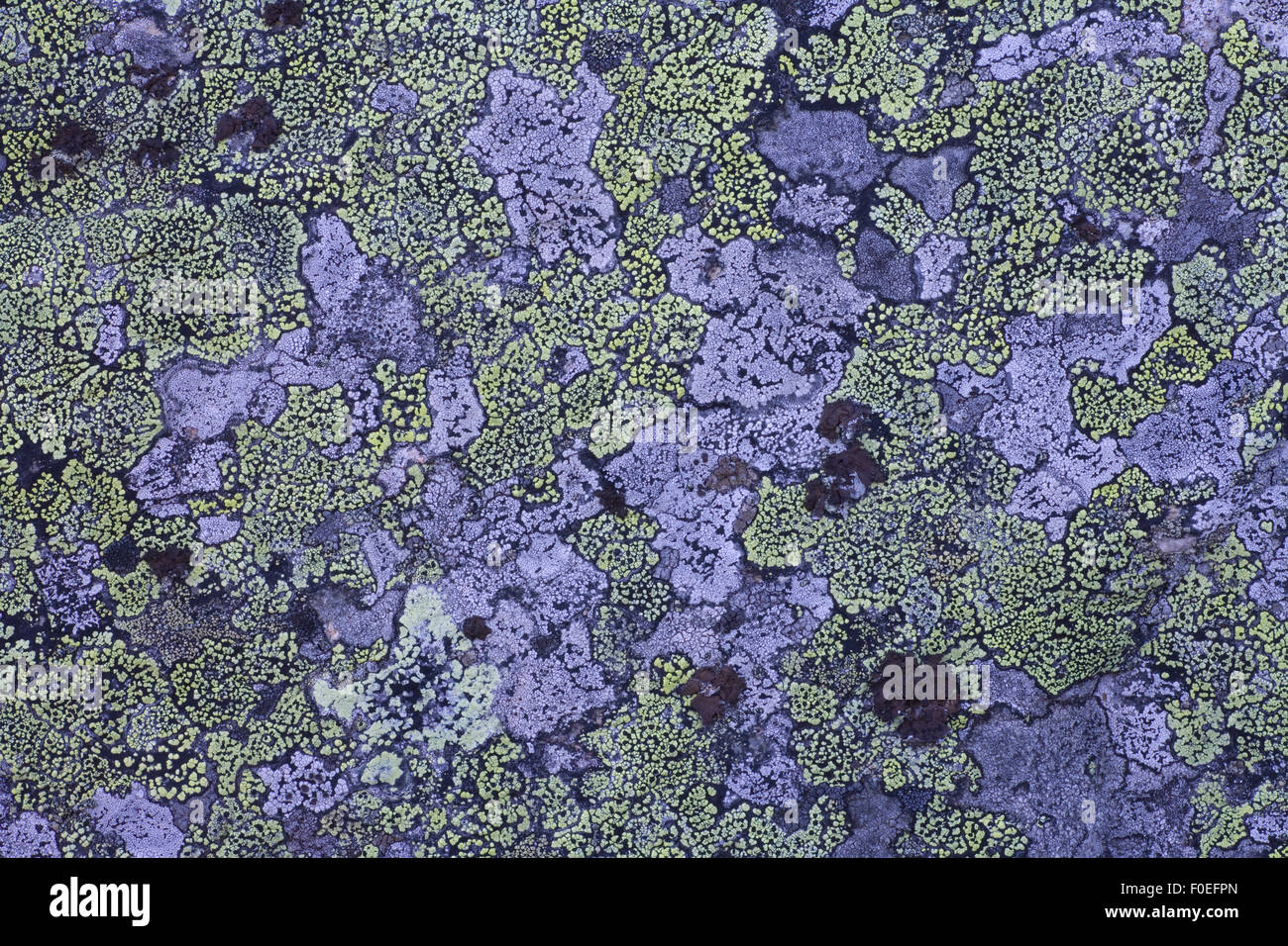 Map lichen (Rhizocarpon geographicum) on granite, Sarek National Park, Laponia World Heritage Site, Lapland, Sweden, September 2008 Stock Photo