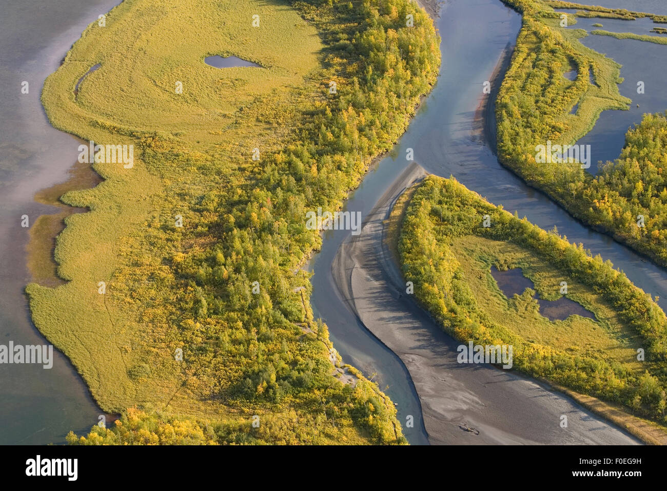 Aerial view of Birch trees (Betula sp) growing in the Laitaure delta, Sarek National Park, Laponia World Heritage Site, Lapland, Sweden, September 2008 Stock Photo