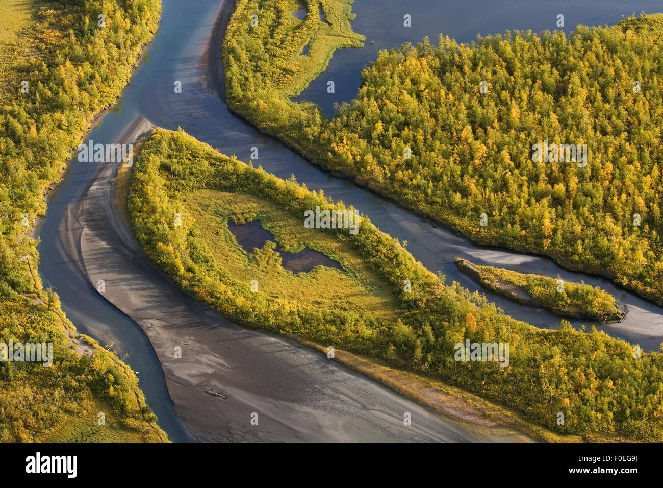 Aerial view of Birch trees (Betula sp) growing in the Laitaure delta, Sarek National Park, Laponia World Heritage Site, Lapland, Sweden, September 2008 Stock Photo