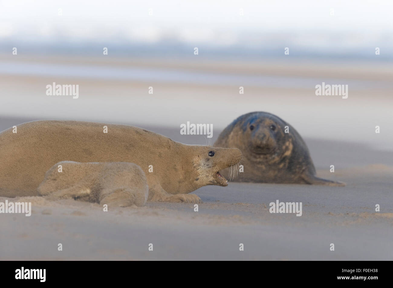 Grey seal (Halichoerus grypus) and pup covered in sand with mother protecting young, Donna Nook, Lincolnshire, UK, November 2008 Stock Photo