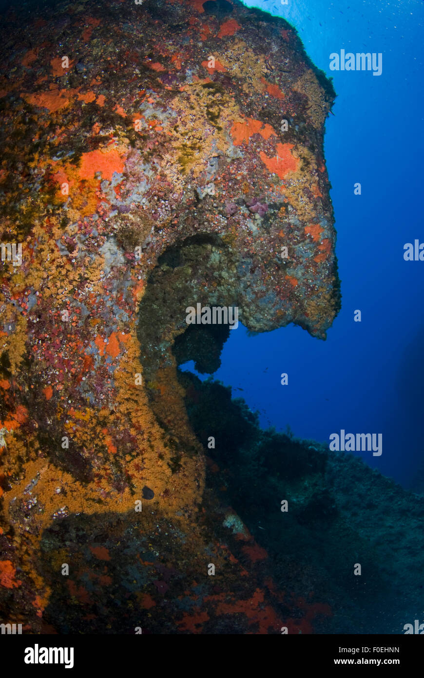 Horsehead pinnacle encrusted with Yellow encrusting anemone