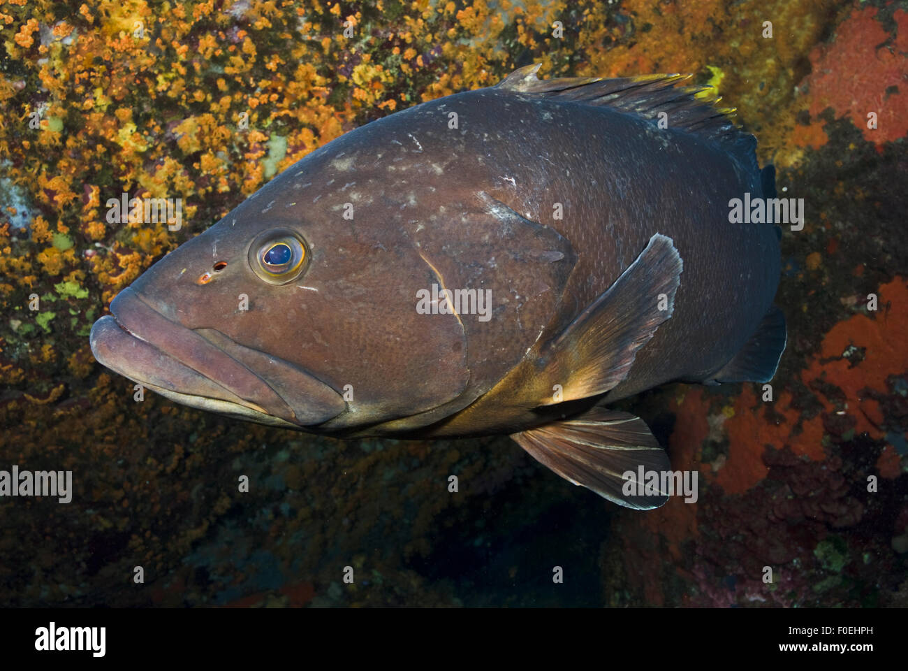 Dusky grouper (Epinephelus marginatus) with numerous fish lice (parasitic copepods) on its head, by rocks covered with Yellow encrusting anemones (Parazoanthus axinellae) and sponges, 'Merouville' ('grouper City') Lavezzi Islands, Corsica, France, Septemb Stock Photo