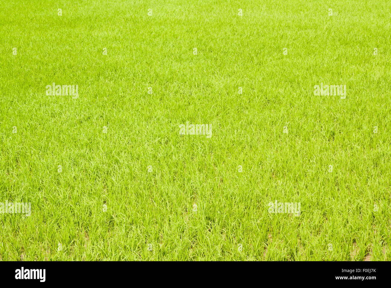 A rice field pictured on a sunny day. The rich green pasture serves as a nice background. Stock Photo