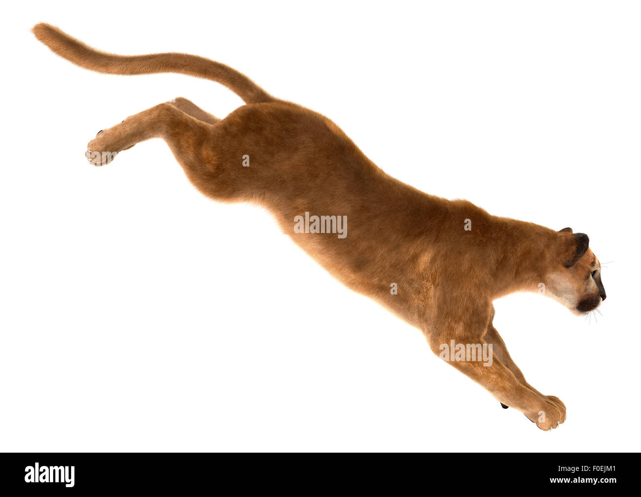 puma cat jumping
