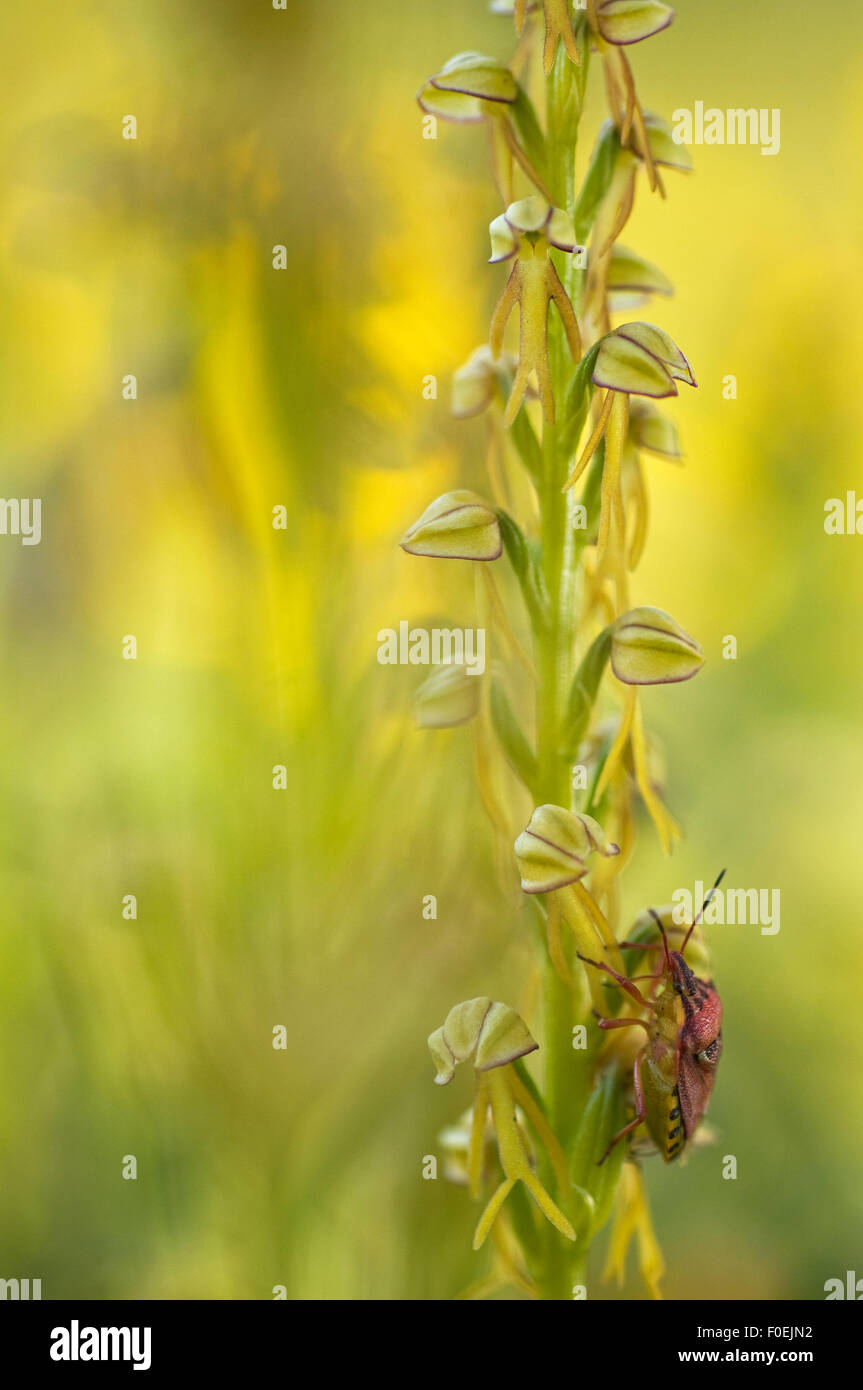 Puglia Insects Man orchid (Orchis anthropophora) in flower with an insect on it ...