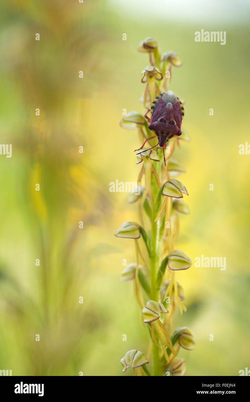 Puglia Insects Man orchid (Orchis anthropophora) in flower with an insect on it ...
