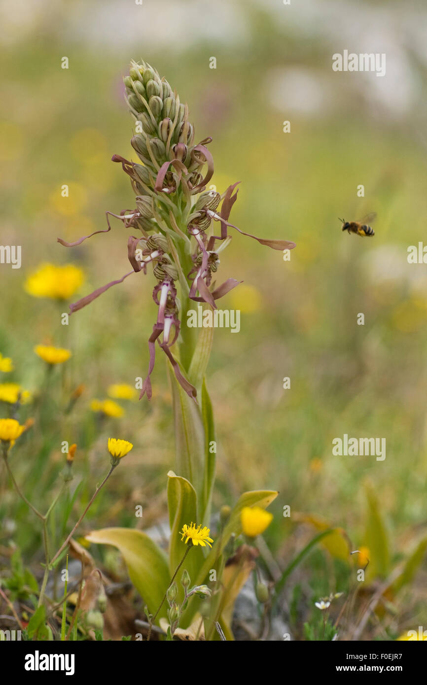 Puglia Insects Lizard orchid (Himantoglossum hircinum) with insect flying, Gargano NP ...