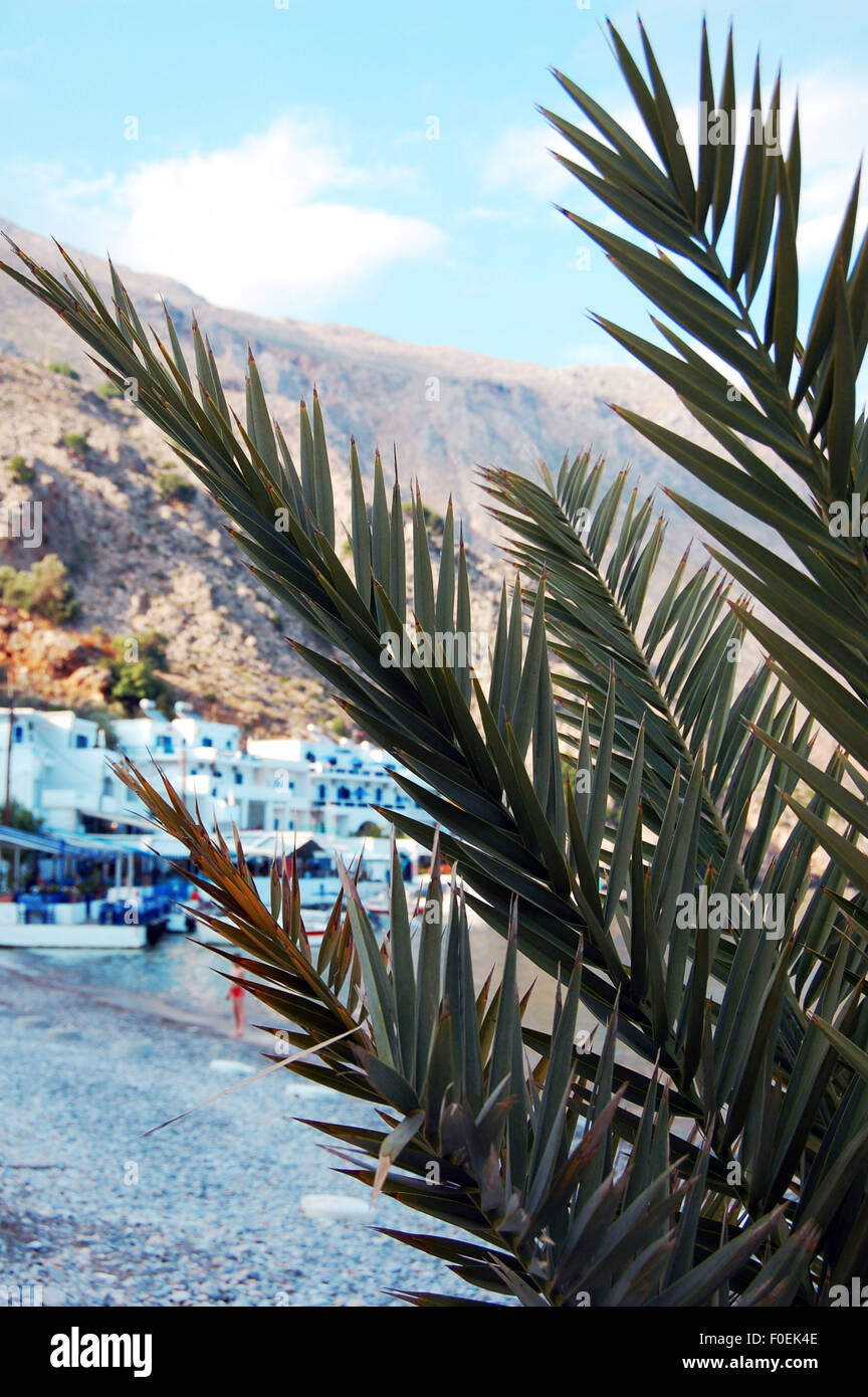 Palm tree in front of the beach at Loutro, Crete, Greece Stock Photo