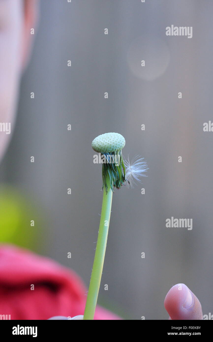 Child holding weed hi res stock photography and images Alamy