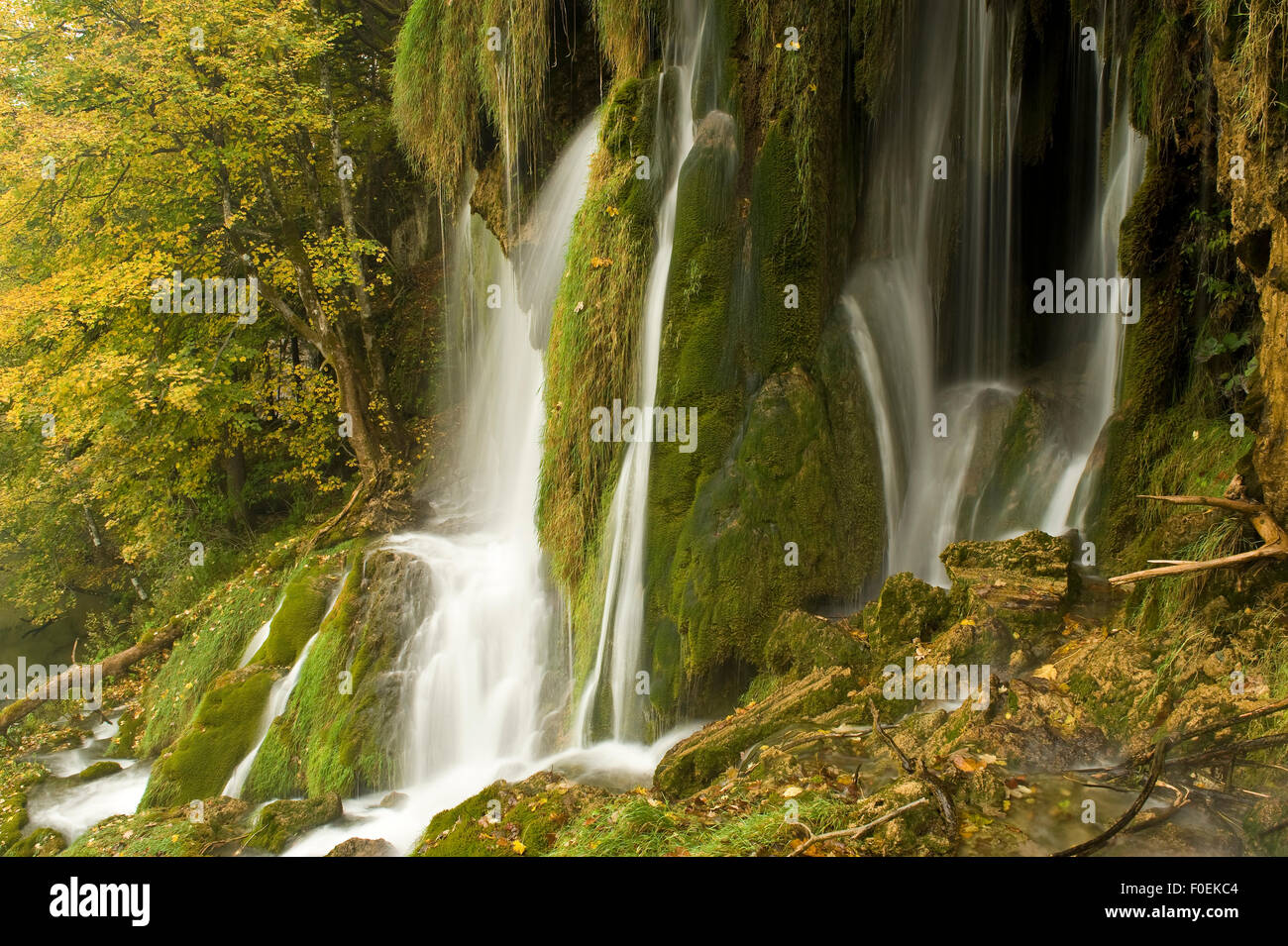 Waterfalls and abundant mosses (Cratoneuron commutatum) and (Bryum ventricosum) growing on the Labudovac barrier, Upper Lakes, Plitvice Lakes National Park, Croatia, October 2008 Stock Photo