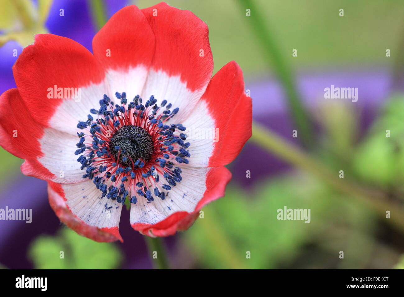 Single Red Anemone flower Stock Photo Alamy