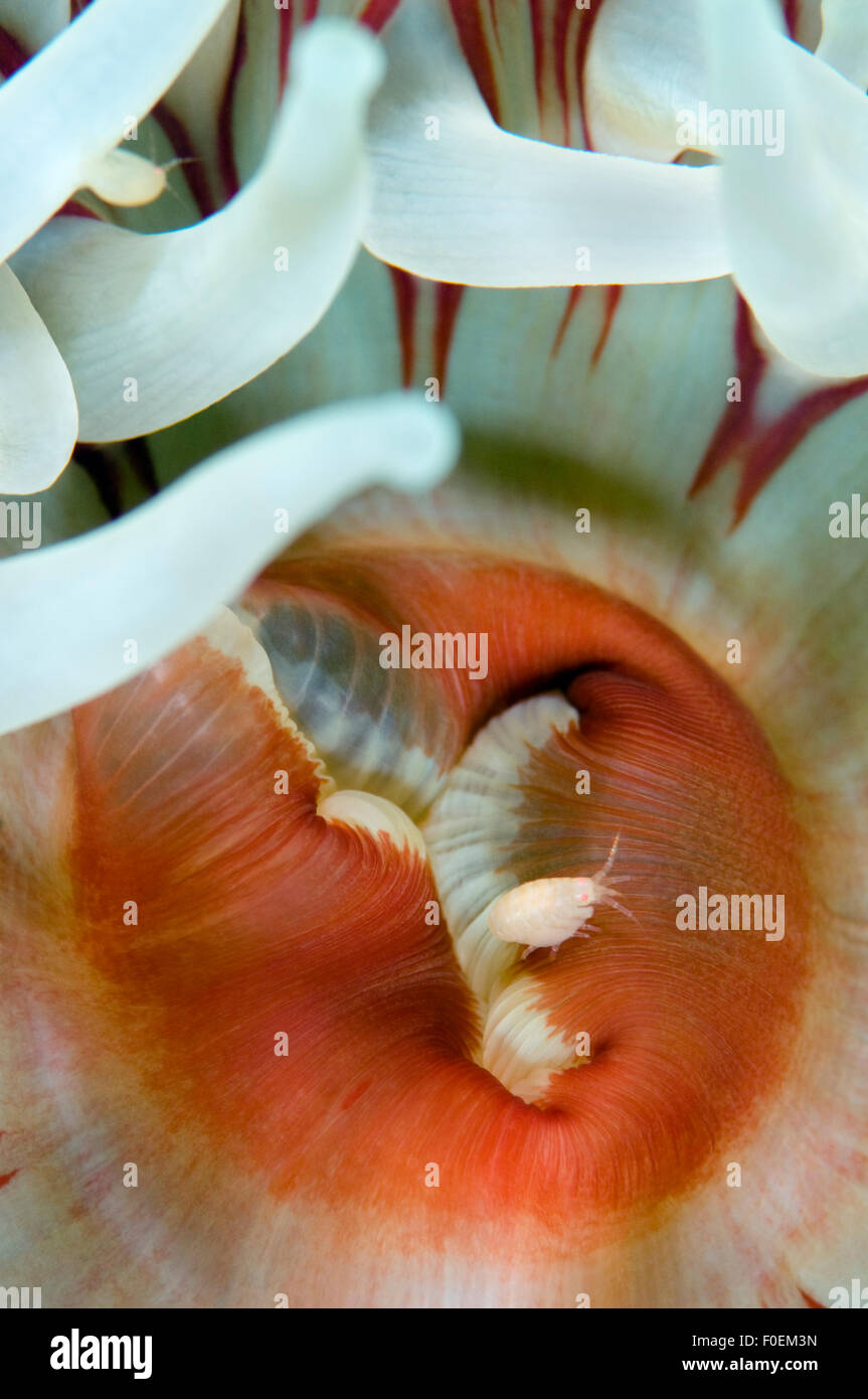 Amphipod close to the gastrovascular cavity of a Dahlia anemone (Urticina felina) Saltstraumen, Bodö, Norway, October 2008 Stock Photo