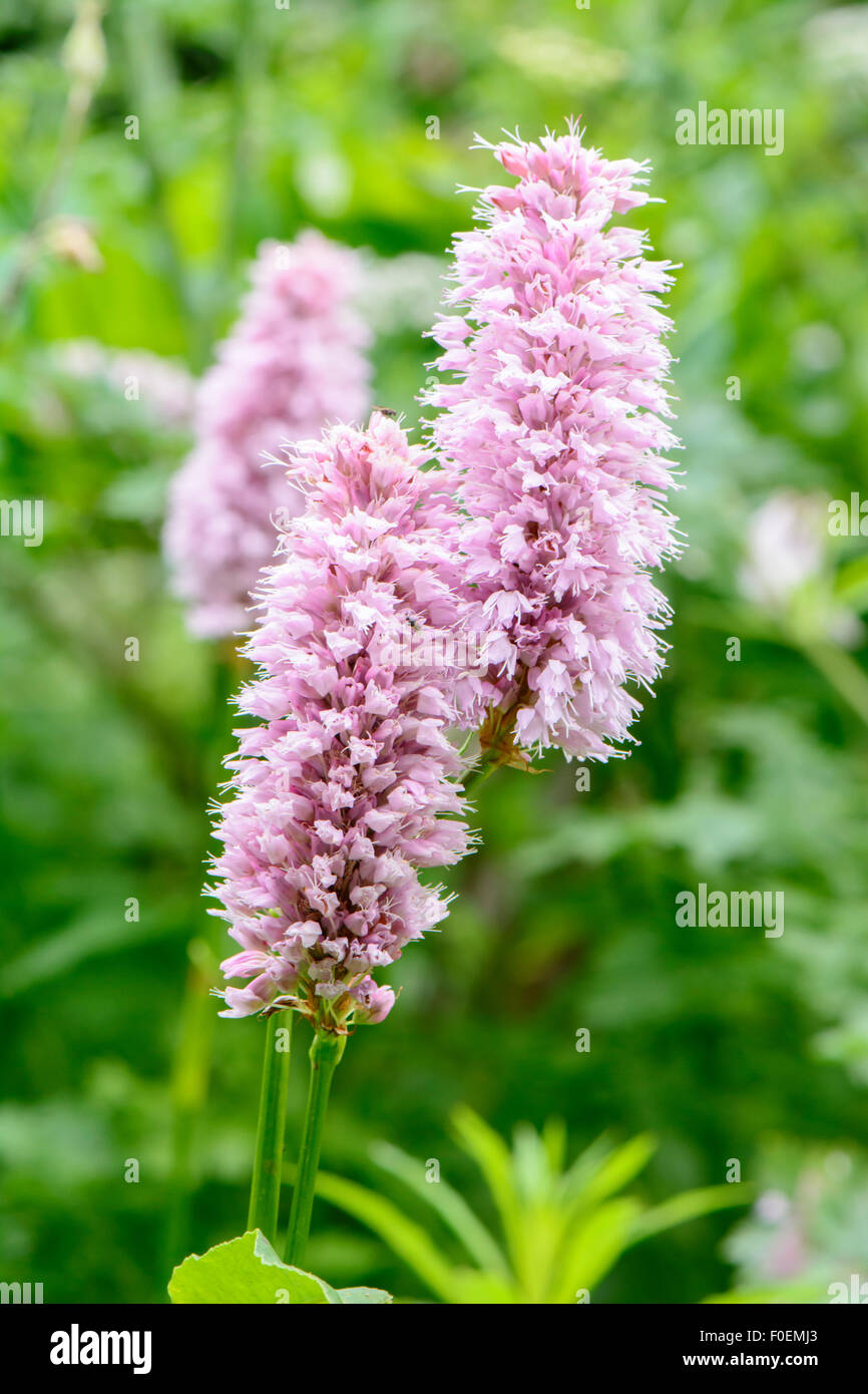 Persicaria bistorta 'Superba', also know as red bistort 'Superba' or Polygonum bistorta 'Superbum' Stock Photo