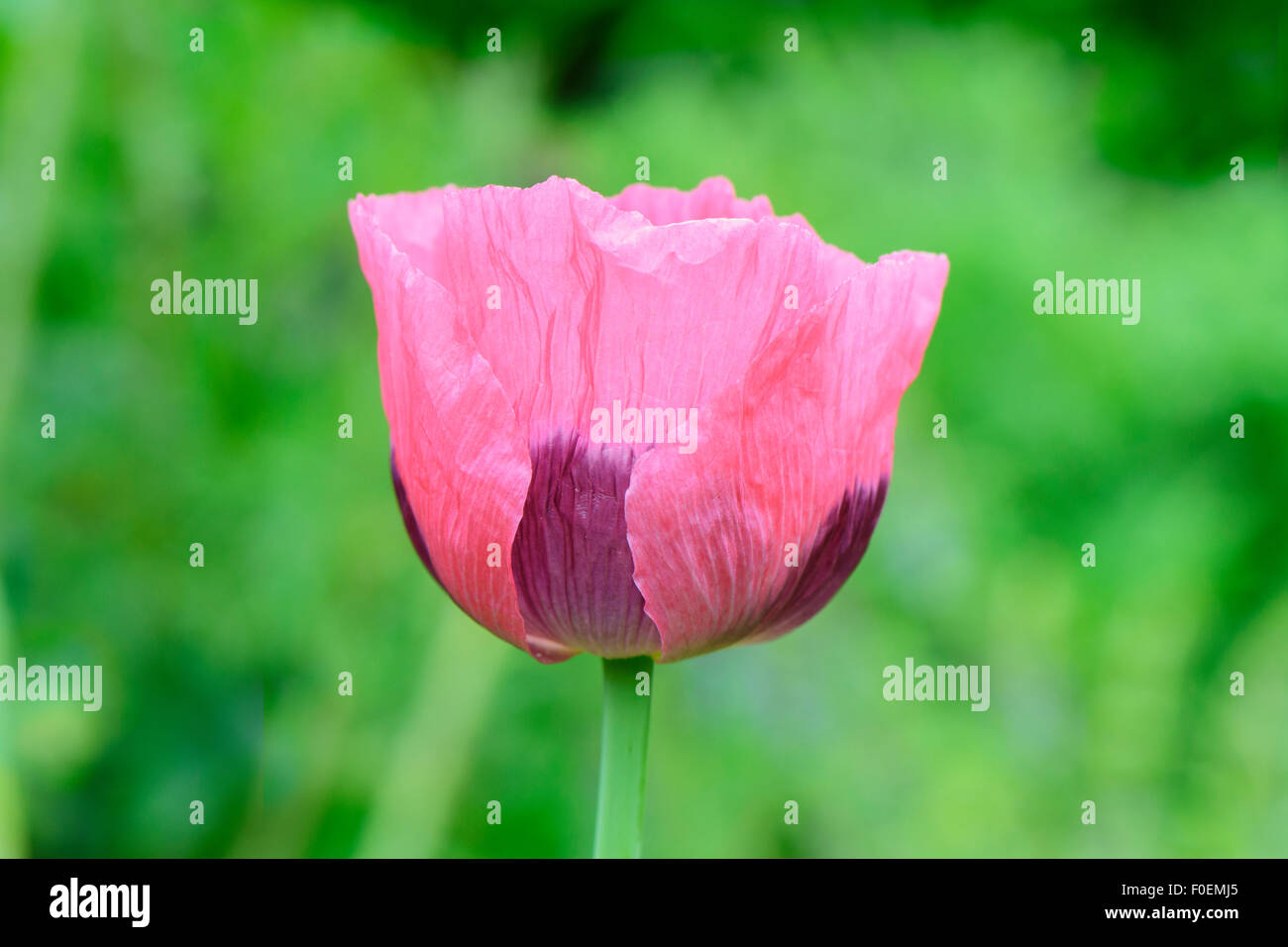 Red poppy on a green background Stock Photo - Alamy